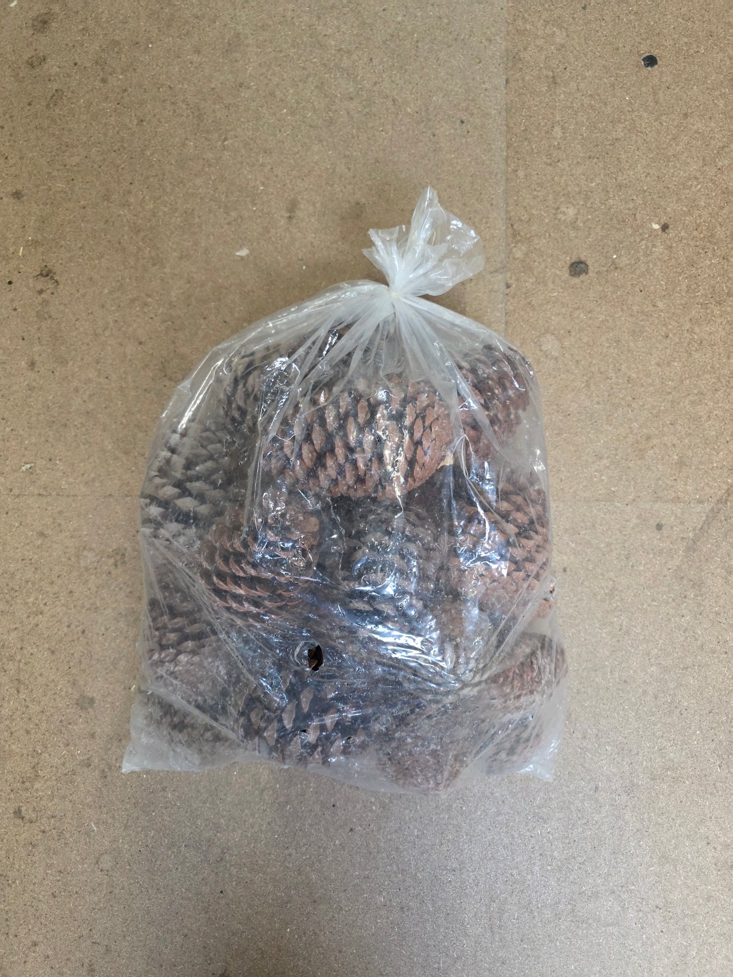 Dried Cones Large X25