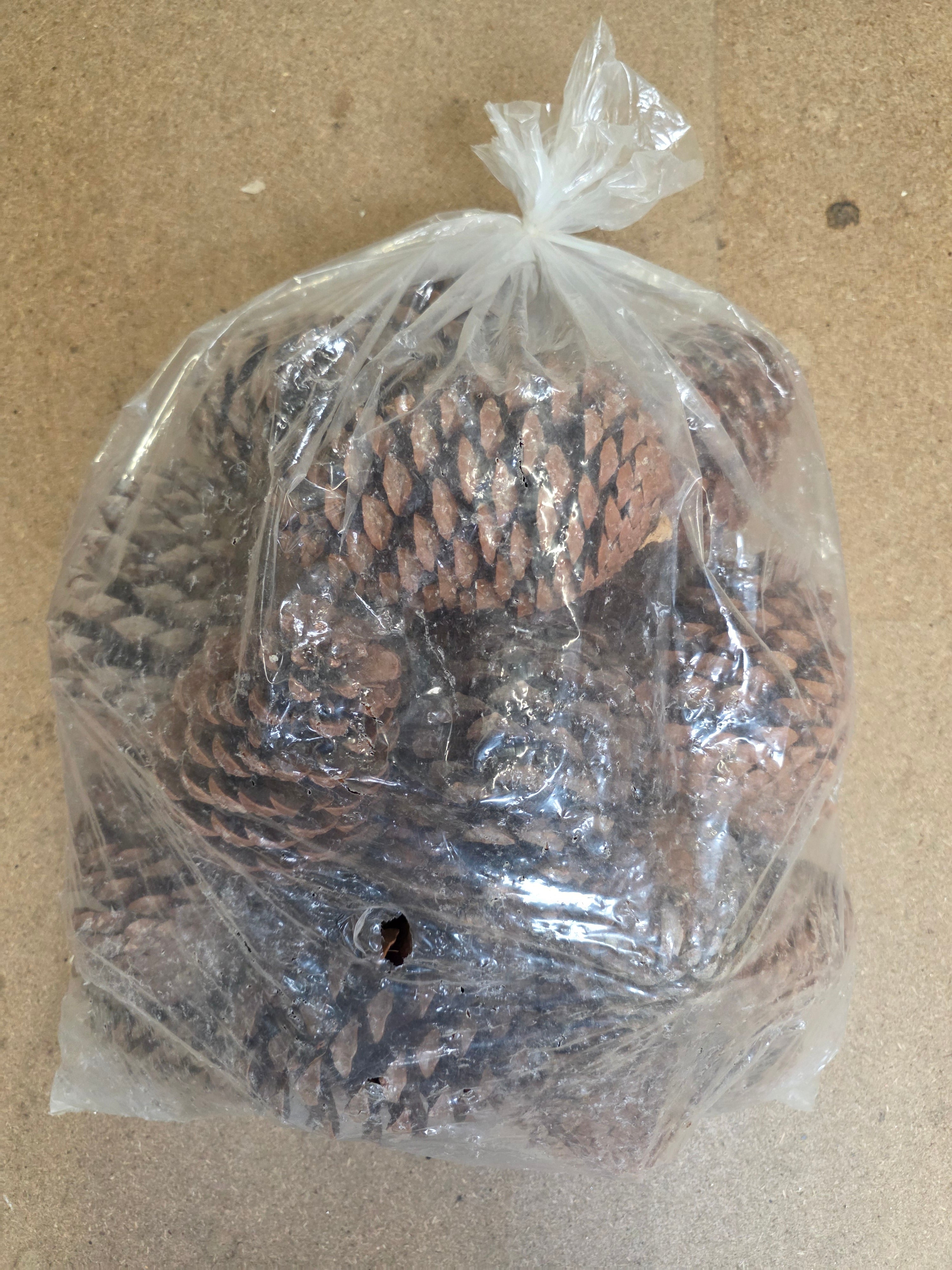 Dried Cones Large X25