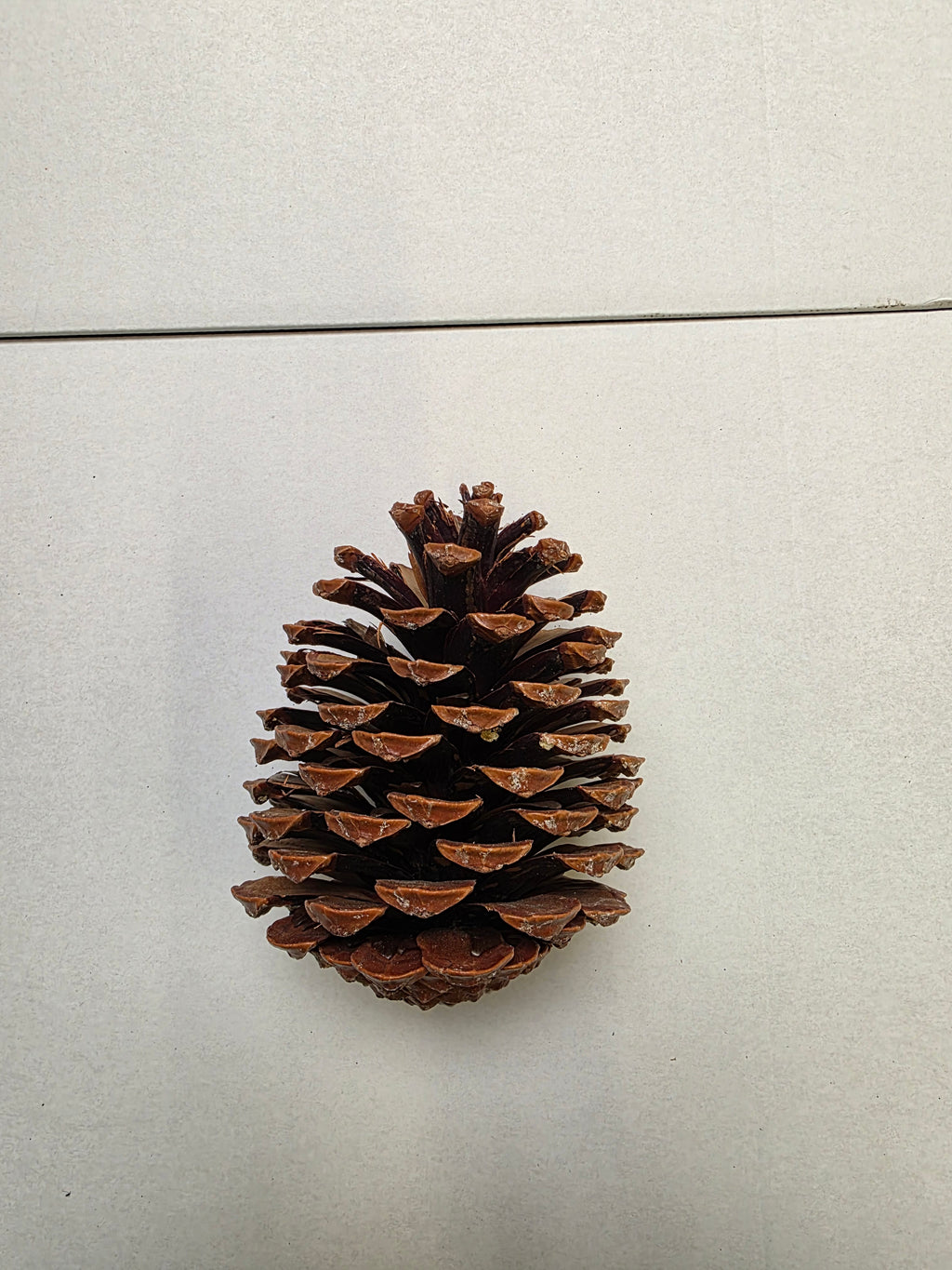 Dried Cones Large X25