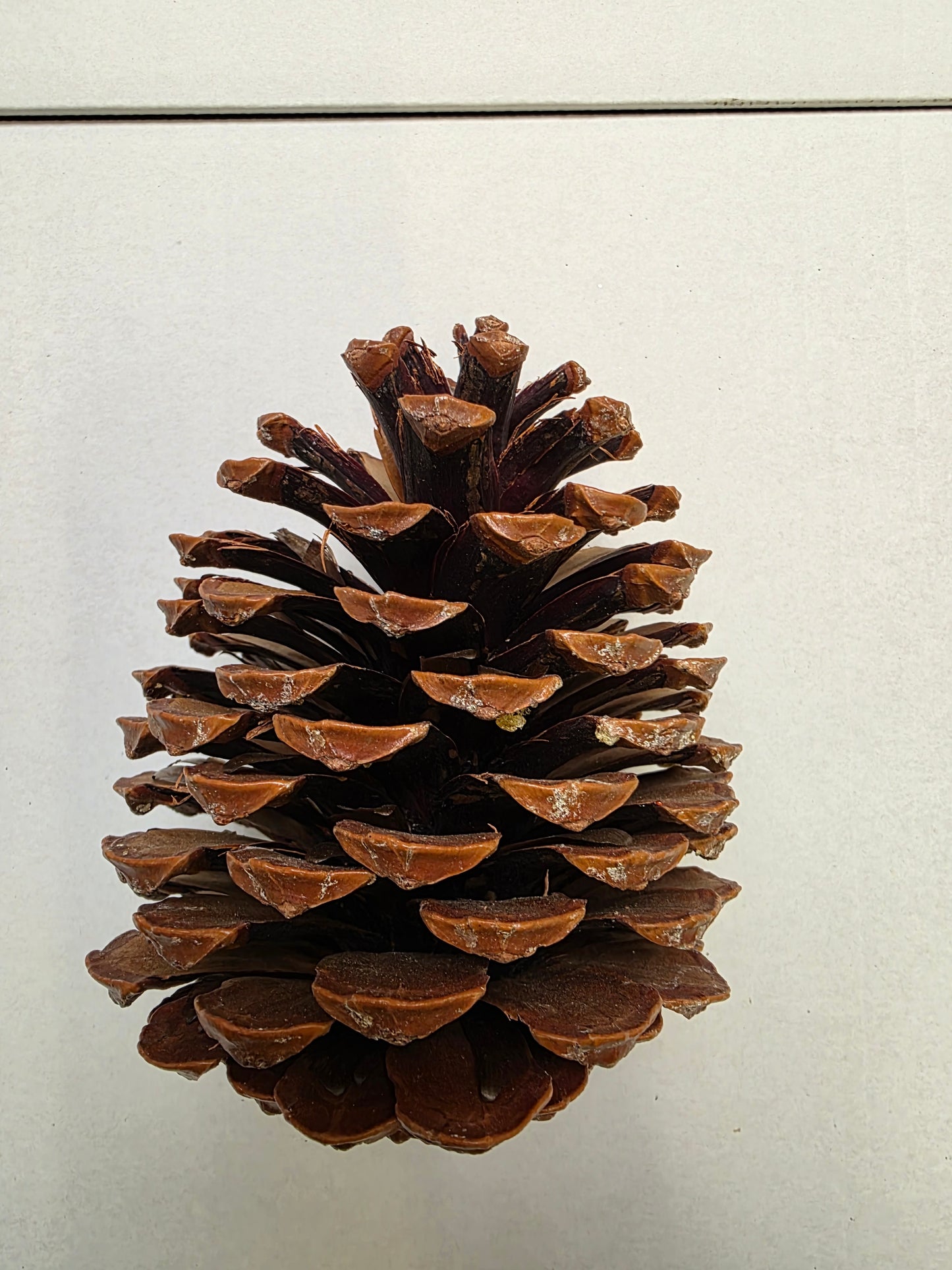 Dried Cones Large X25