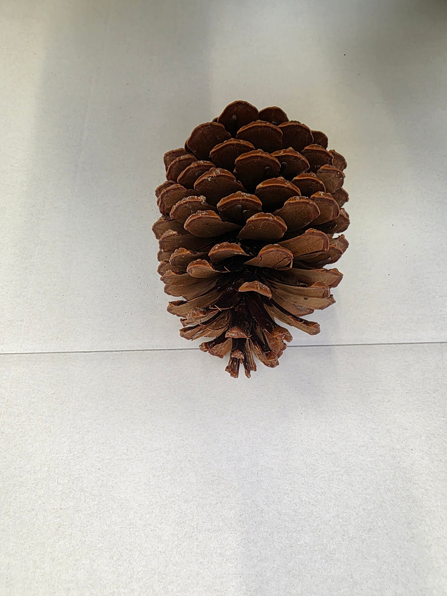 Dried Cones Large X25