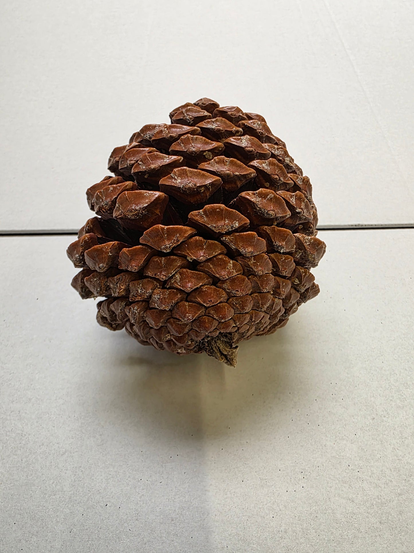 Dried Cones Large X25
