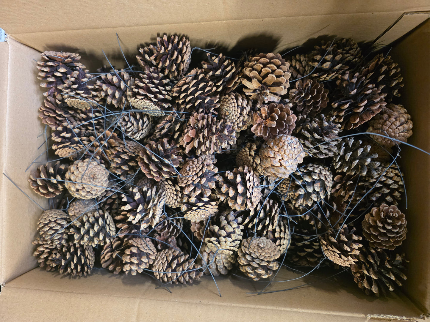 Dried Pine Cone Wired X150