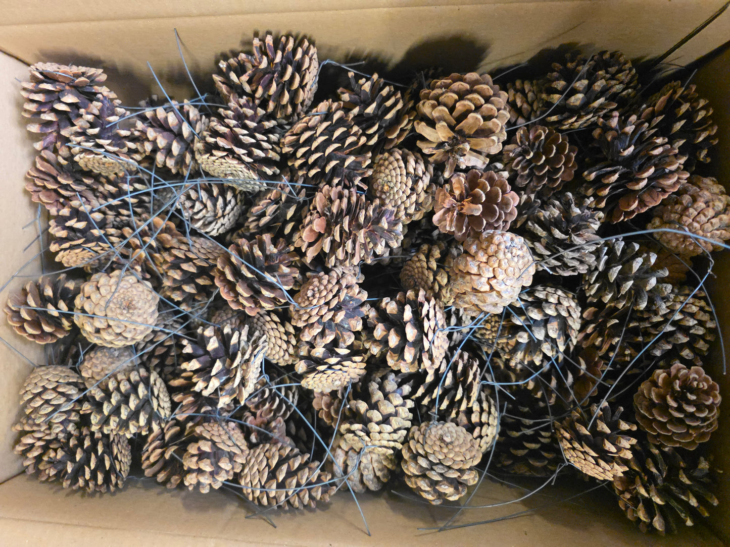 Dried Pine Cone Wired X150