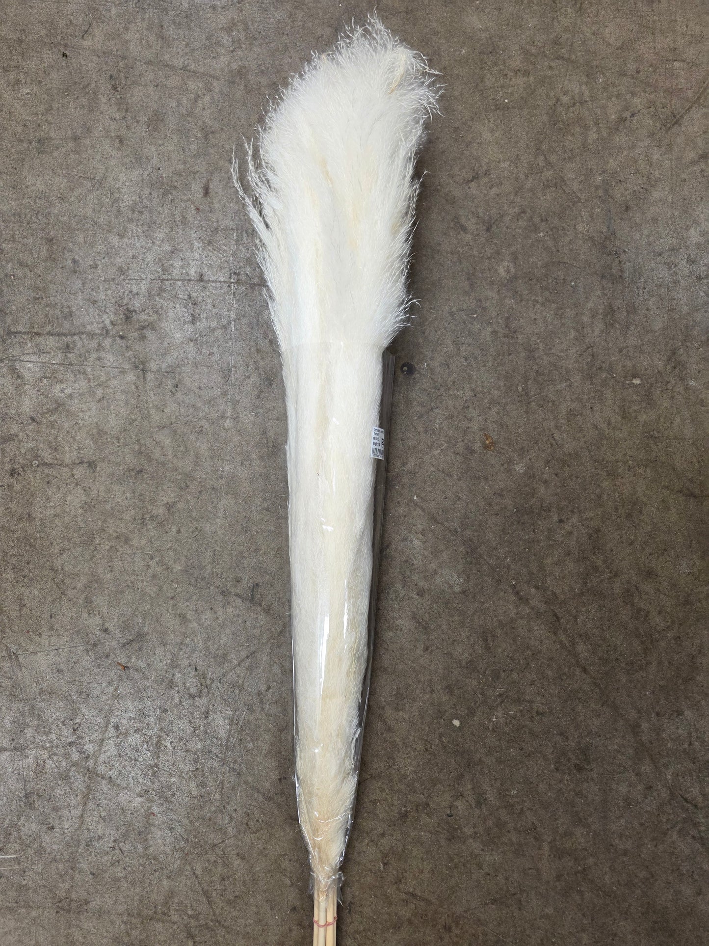 Crtoaderia Dadang Bleached