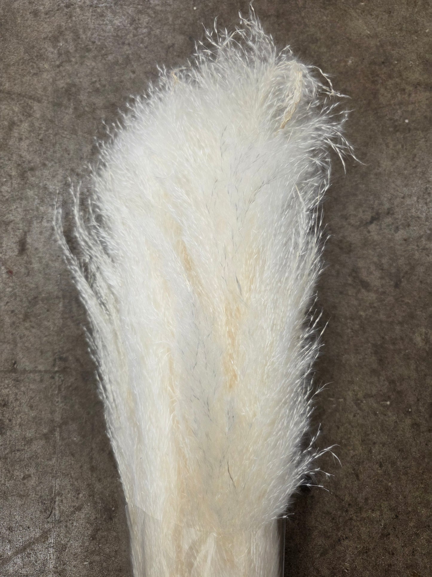 Crtoaderia Dadang Bleached