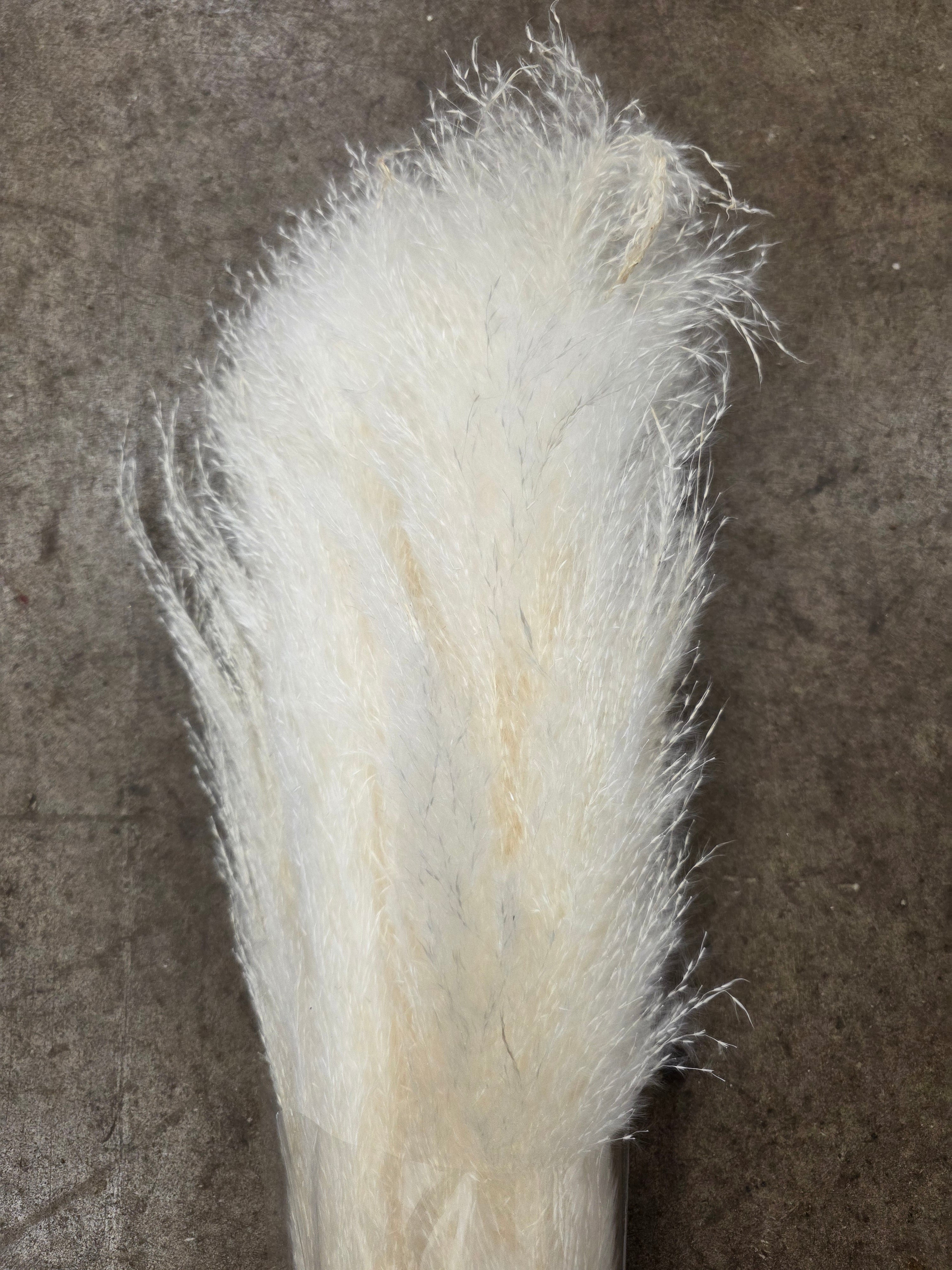 Crtoaderia Dadang Bleached