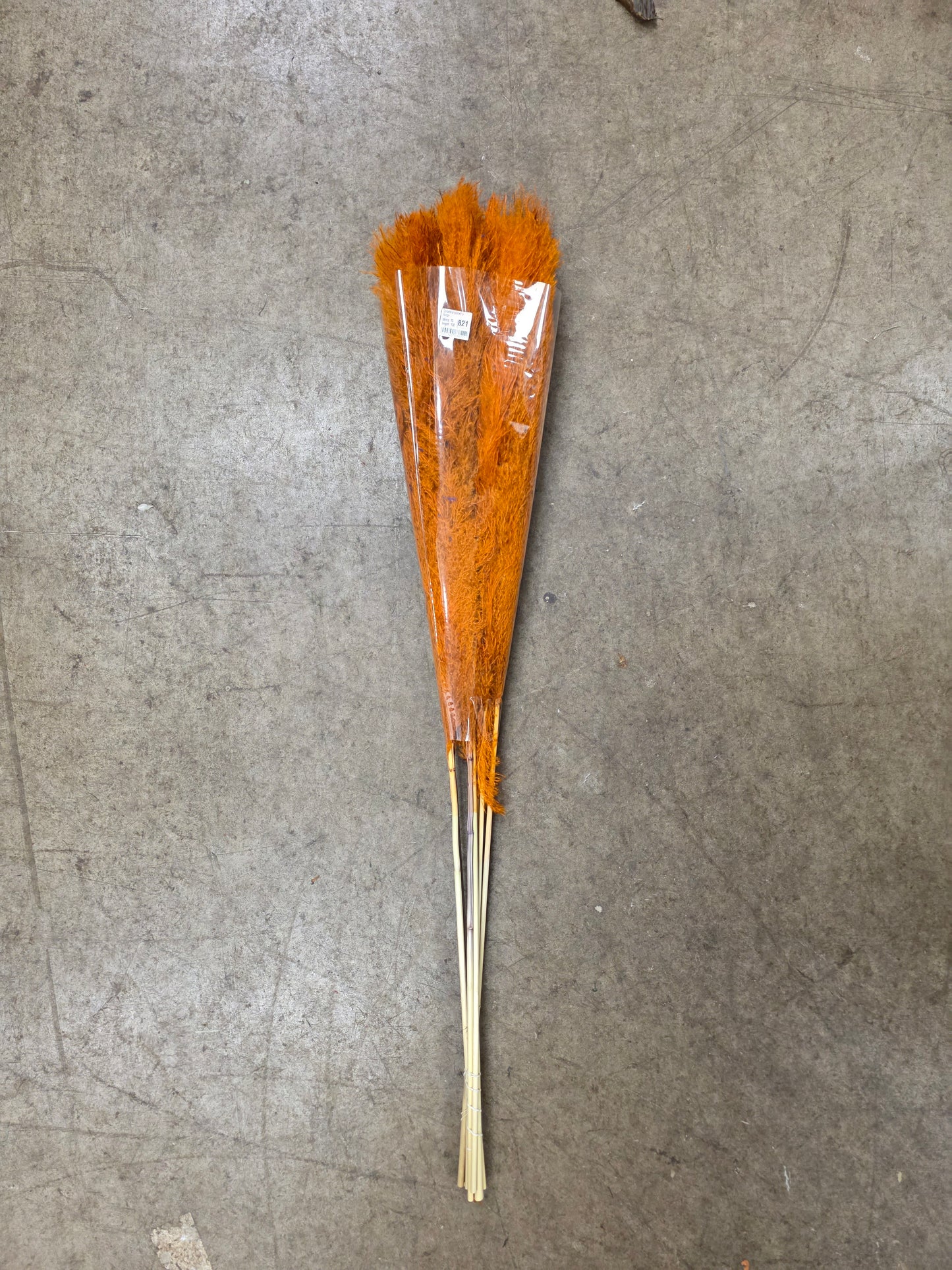 Cortaderia Painted Orange