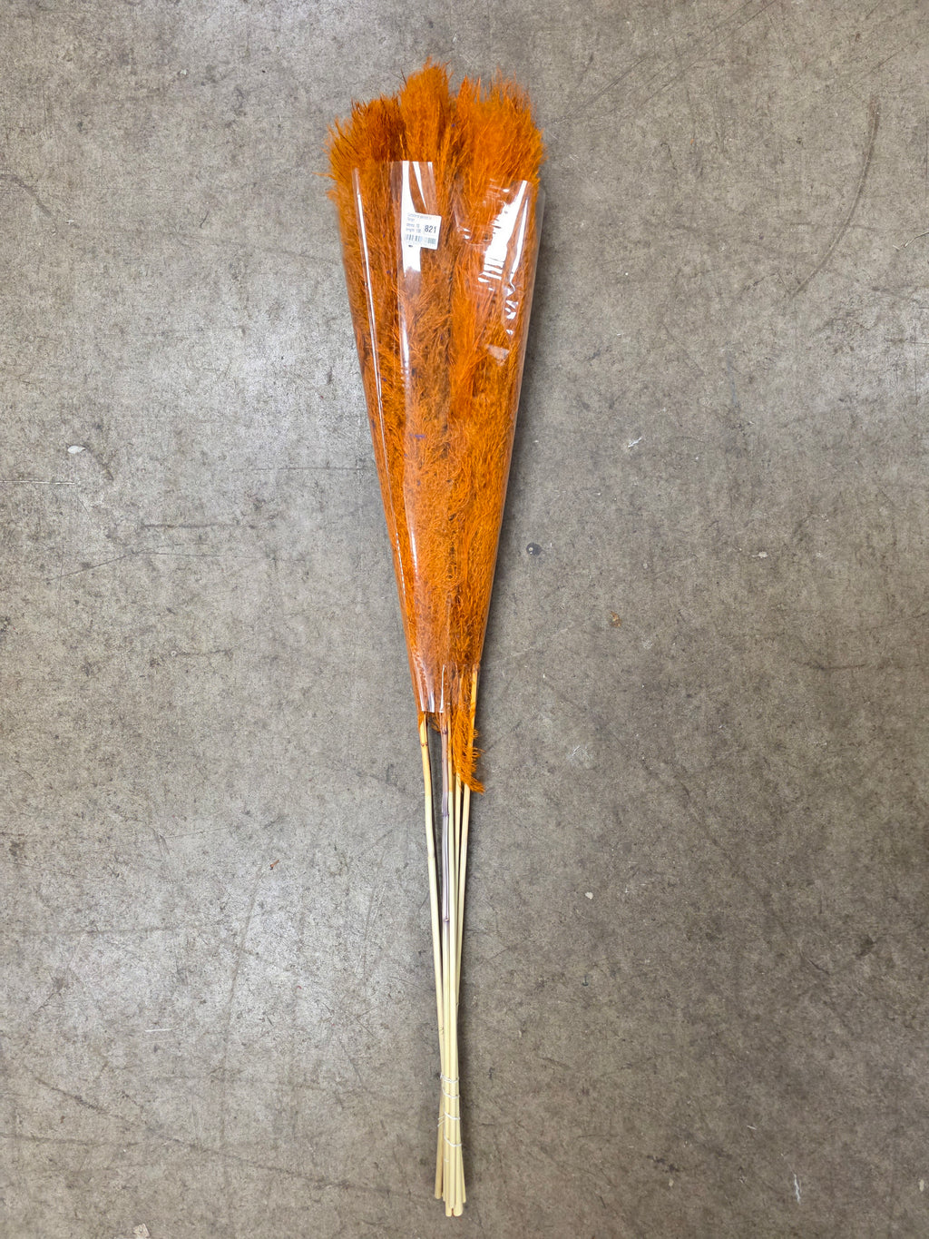 Cortaderia Painted Orange