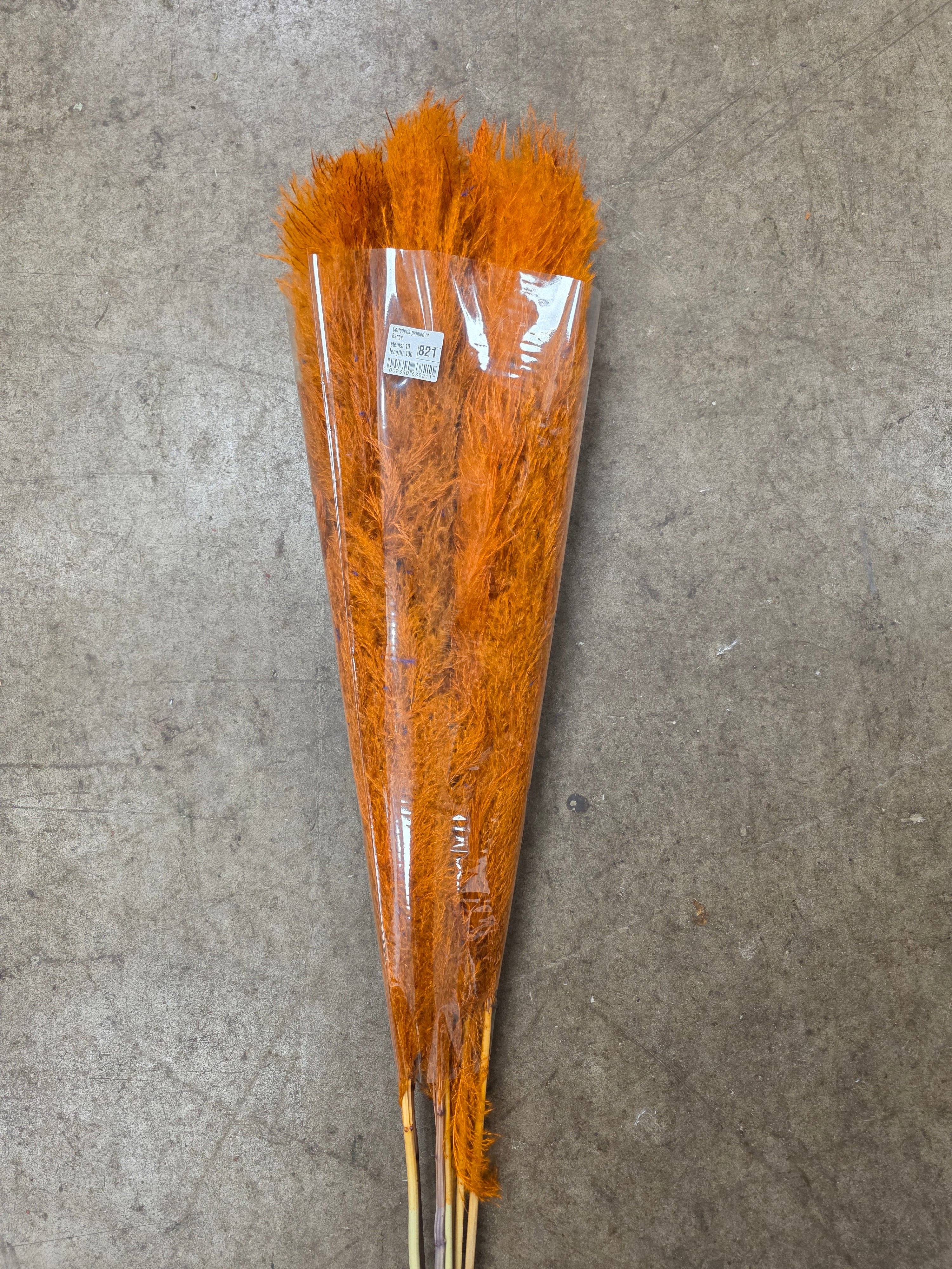 Cortaderia Painted Orange