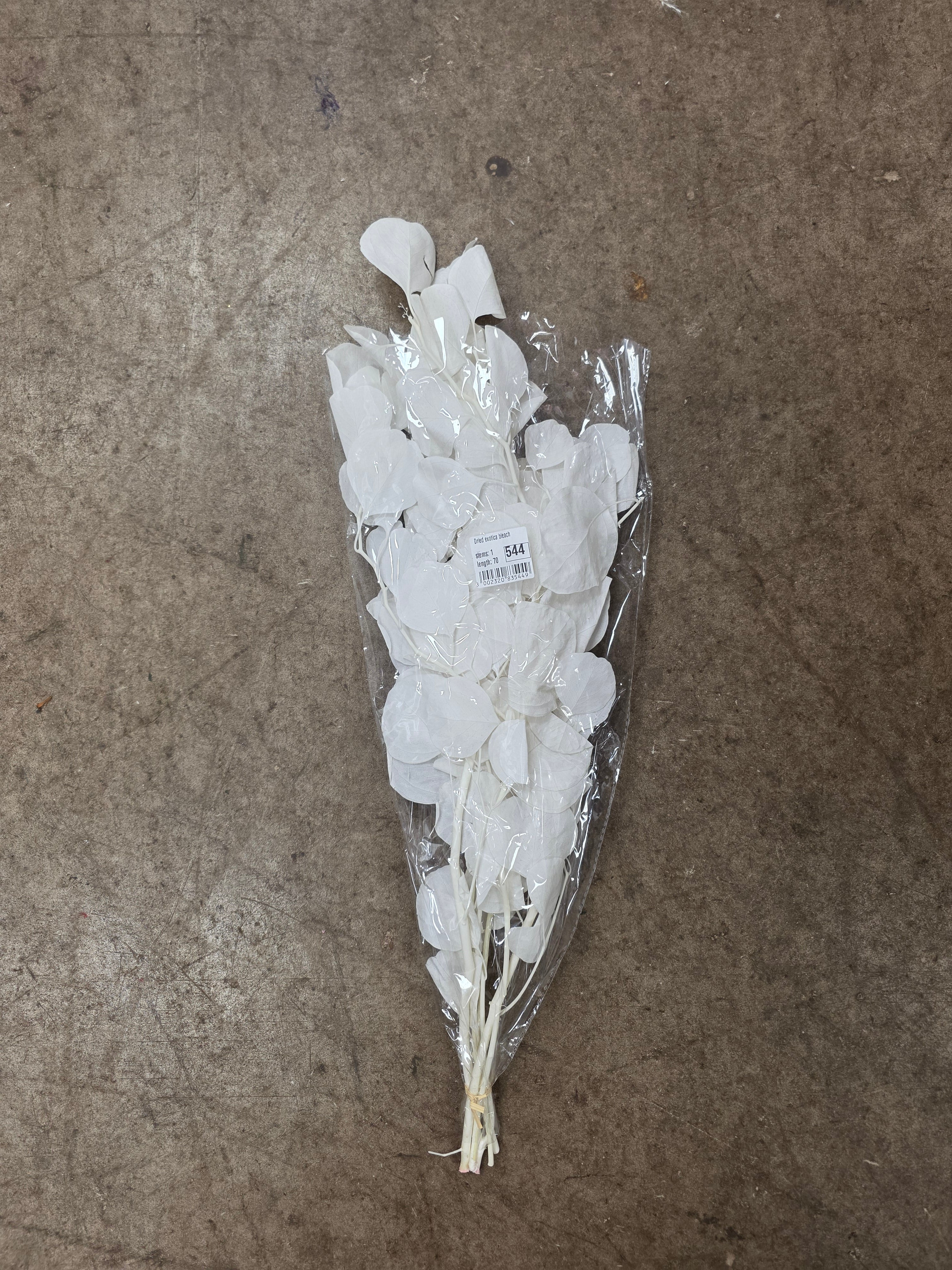 Dried Exotica Bleach