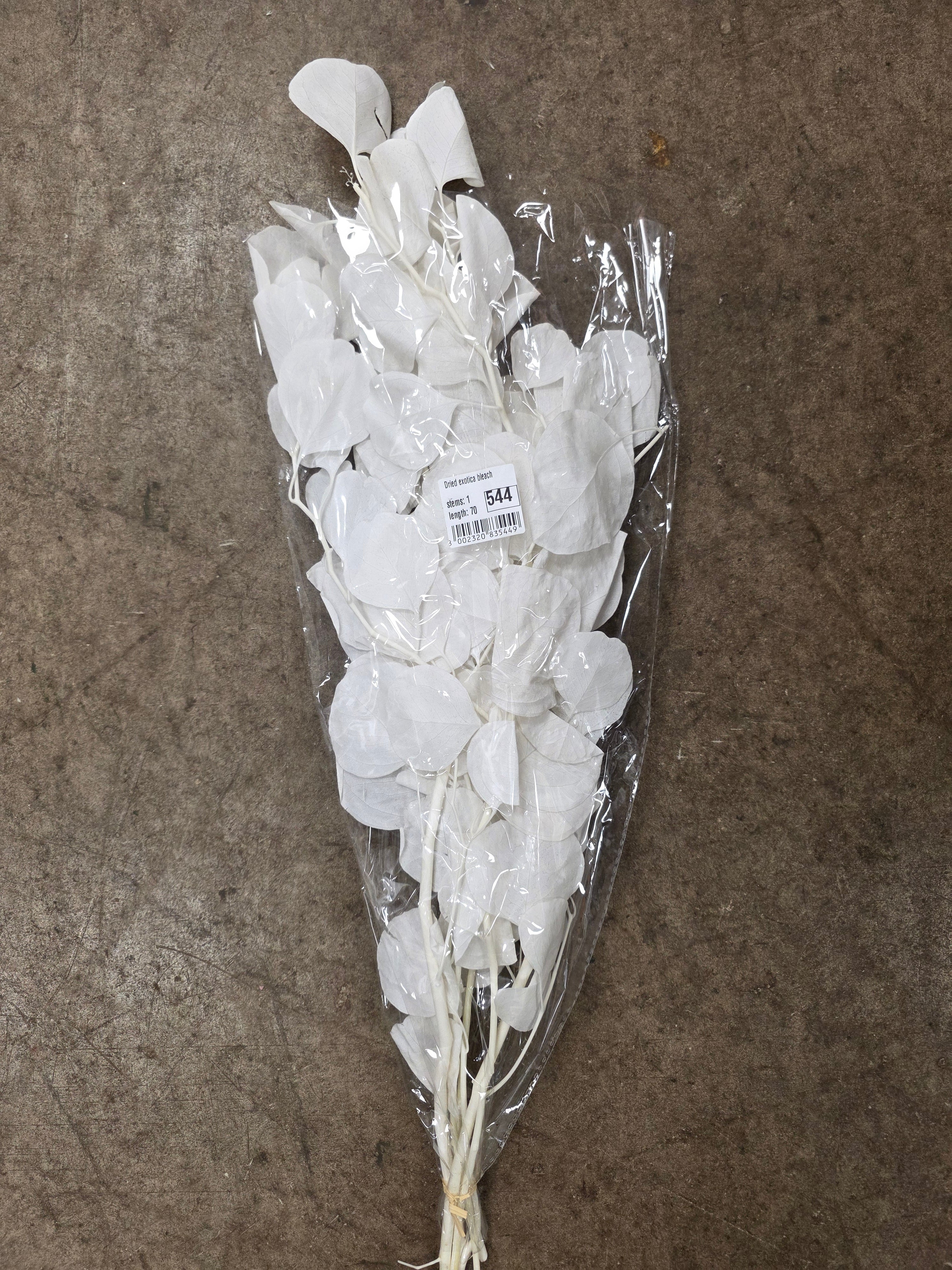 Dried Exotica Bleach