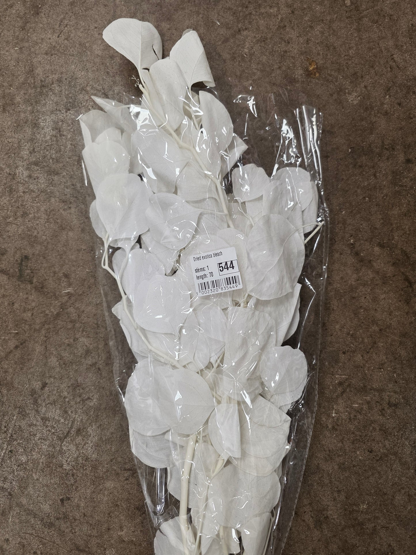 Dried Exotica Bleach