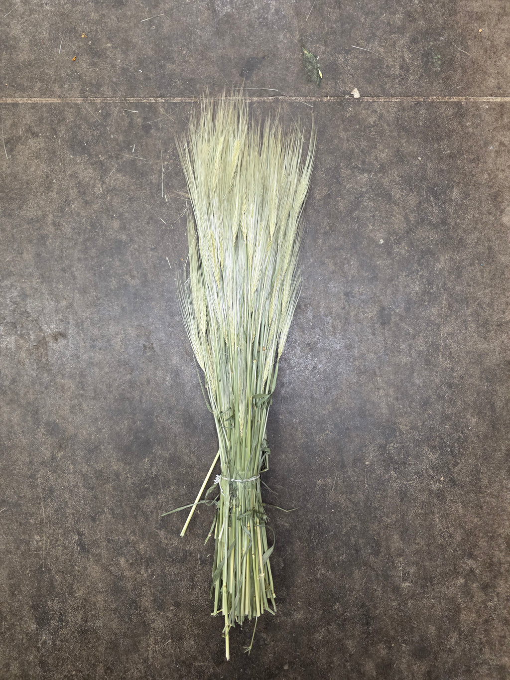 Dried Gerst Barley