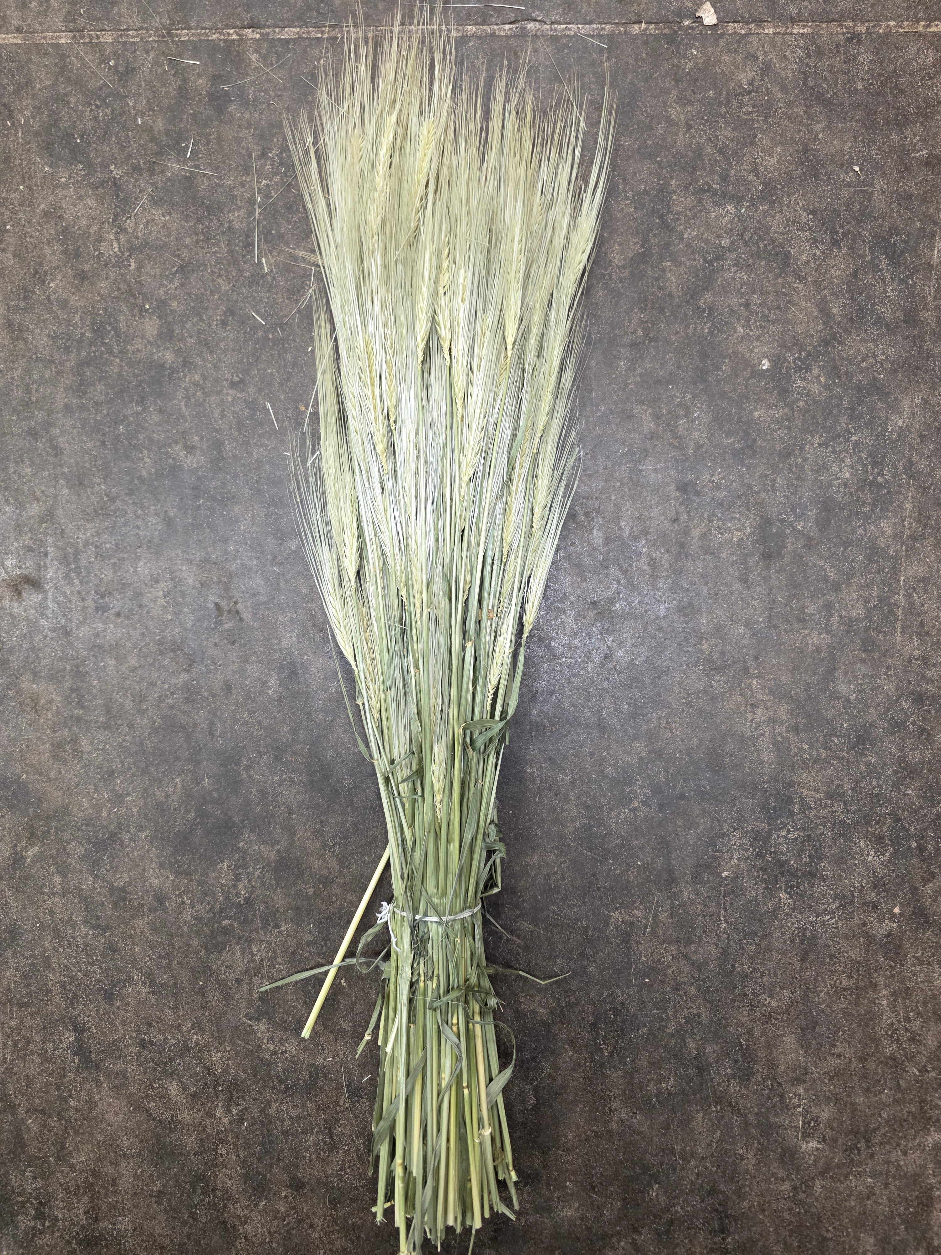 Dried Gerst Barley
