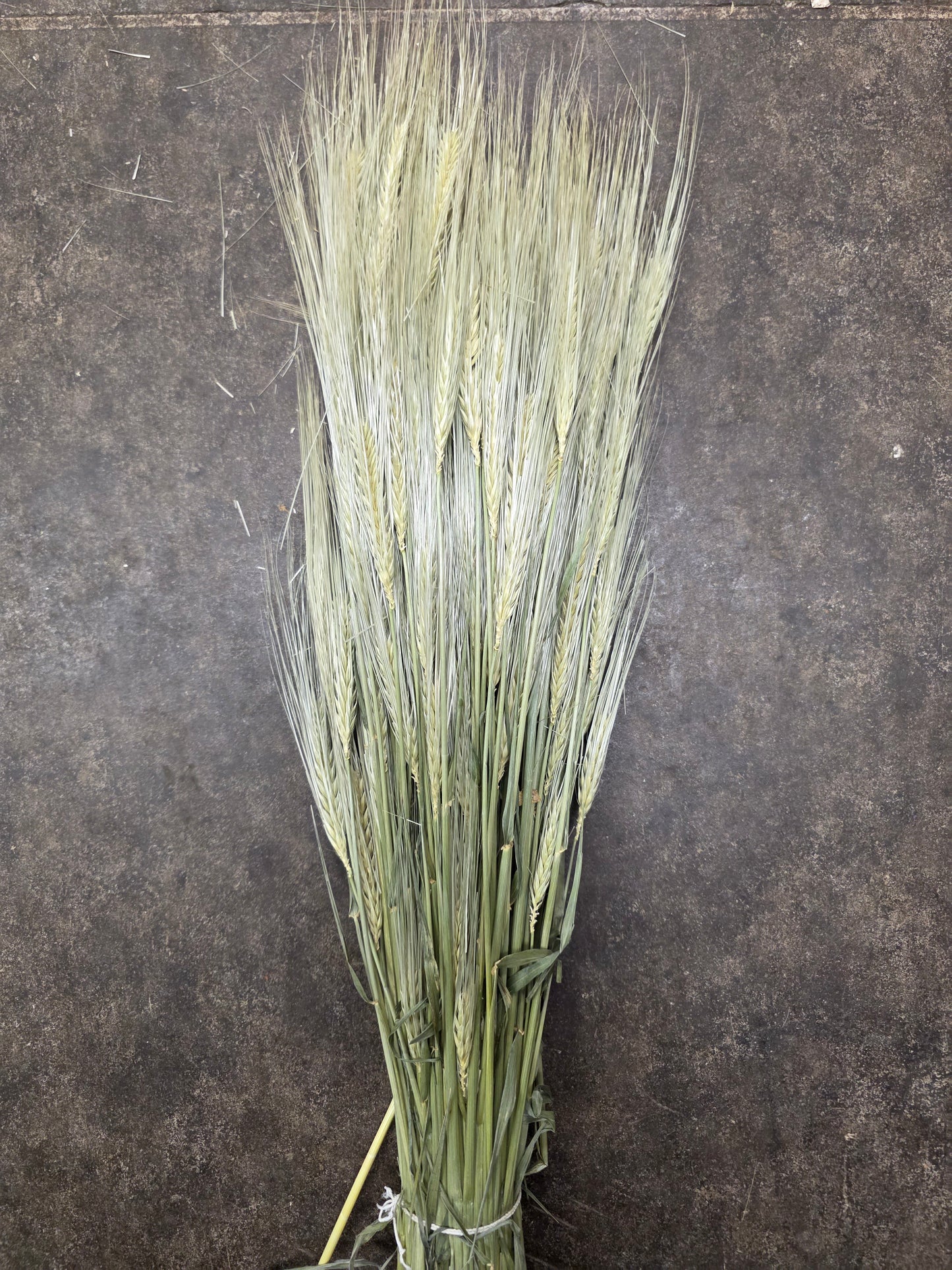 Dried Gerst Barley