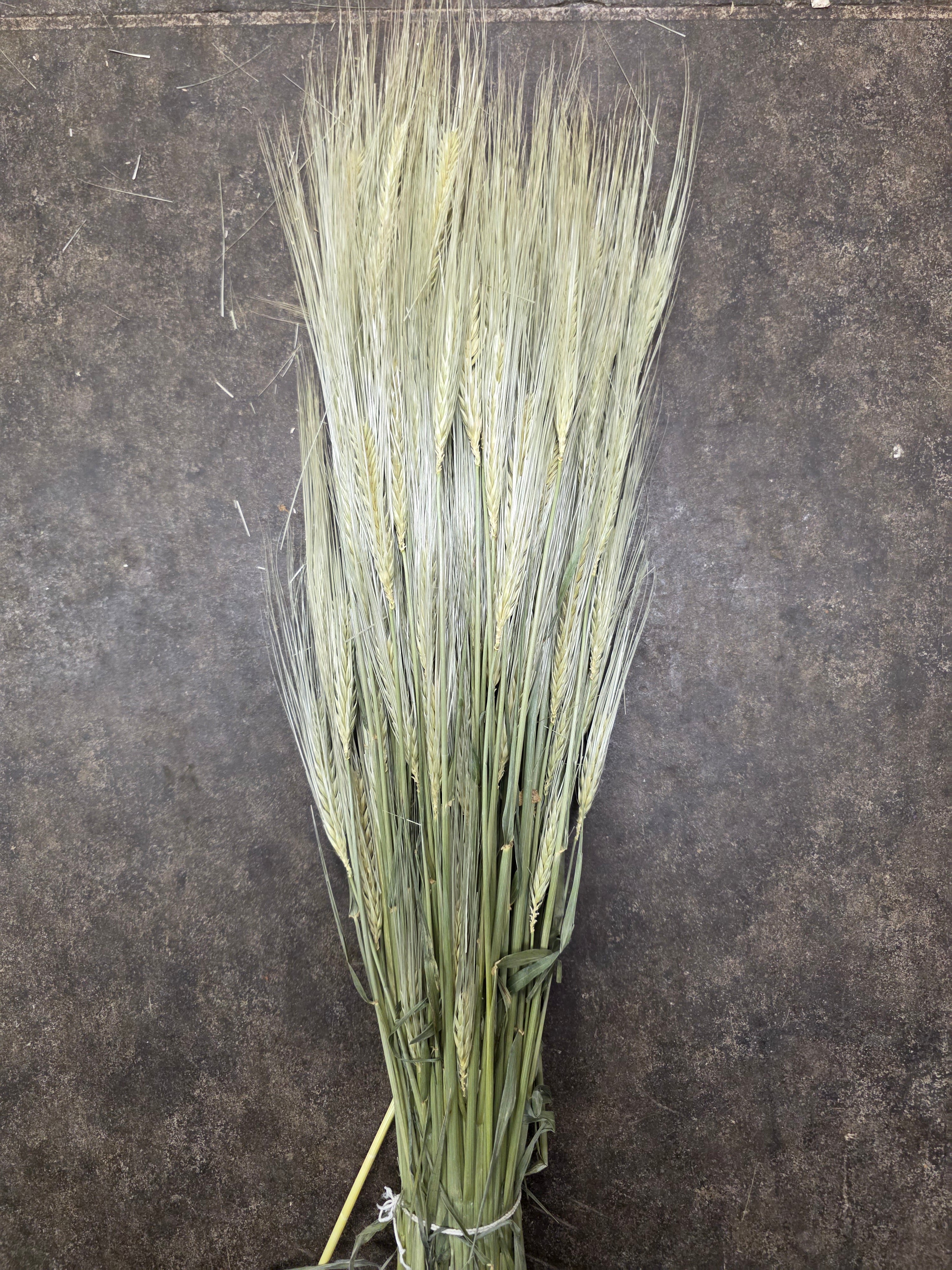 Dried Gerst Barley