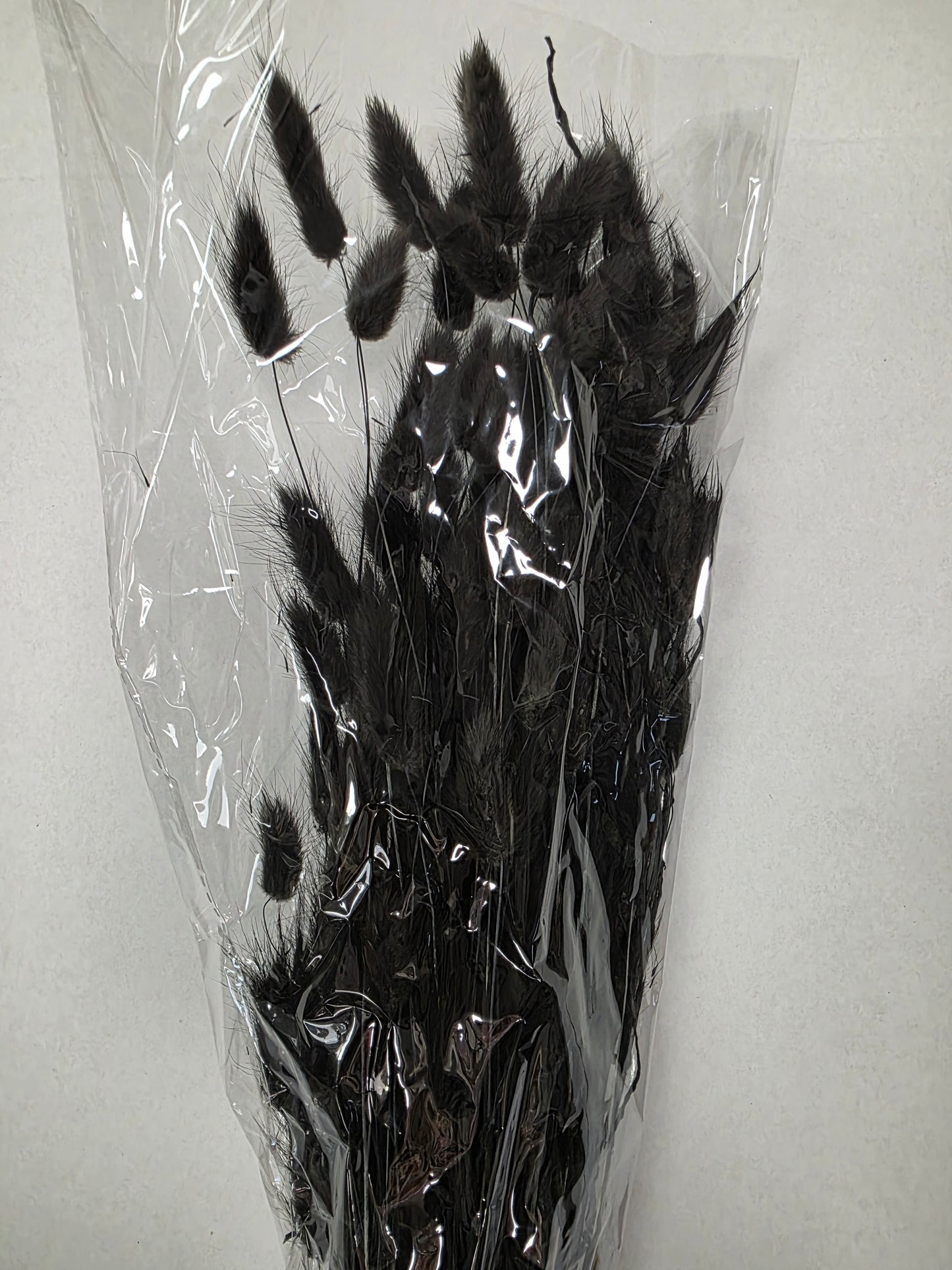 Dried Lagurus Black