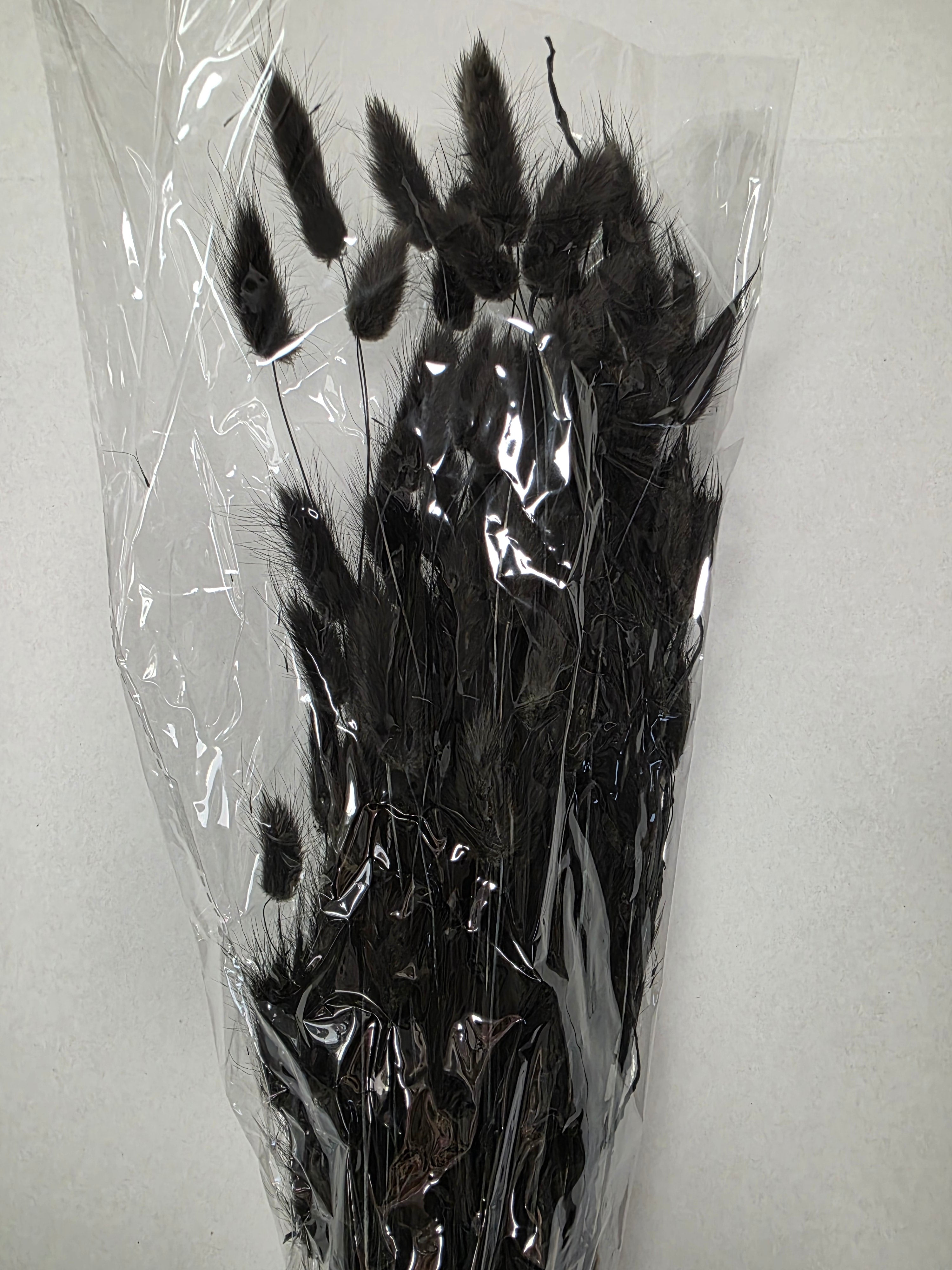 Dried Lagurus Black