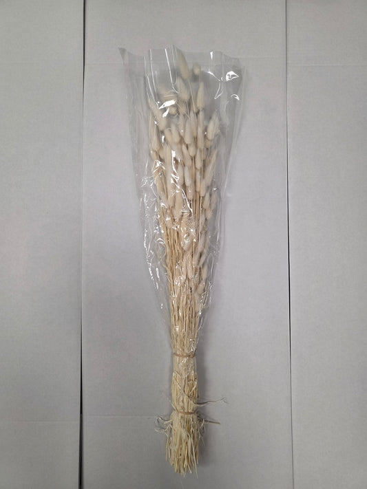 Dried Lagurus Bleached