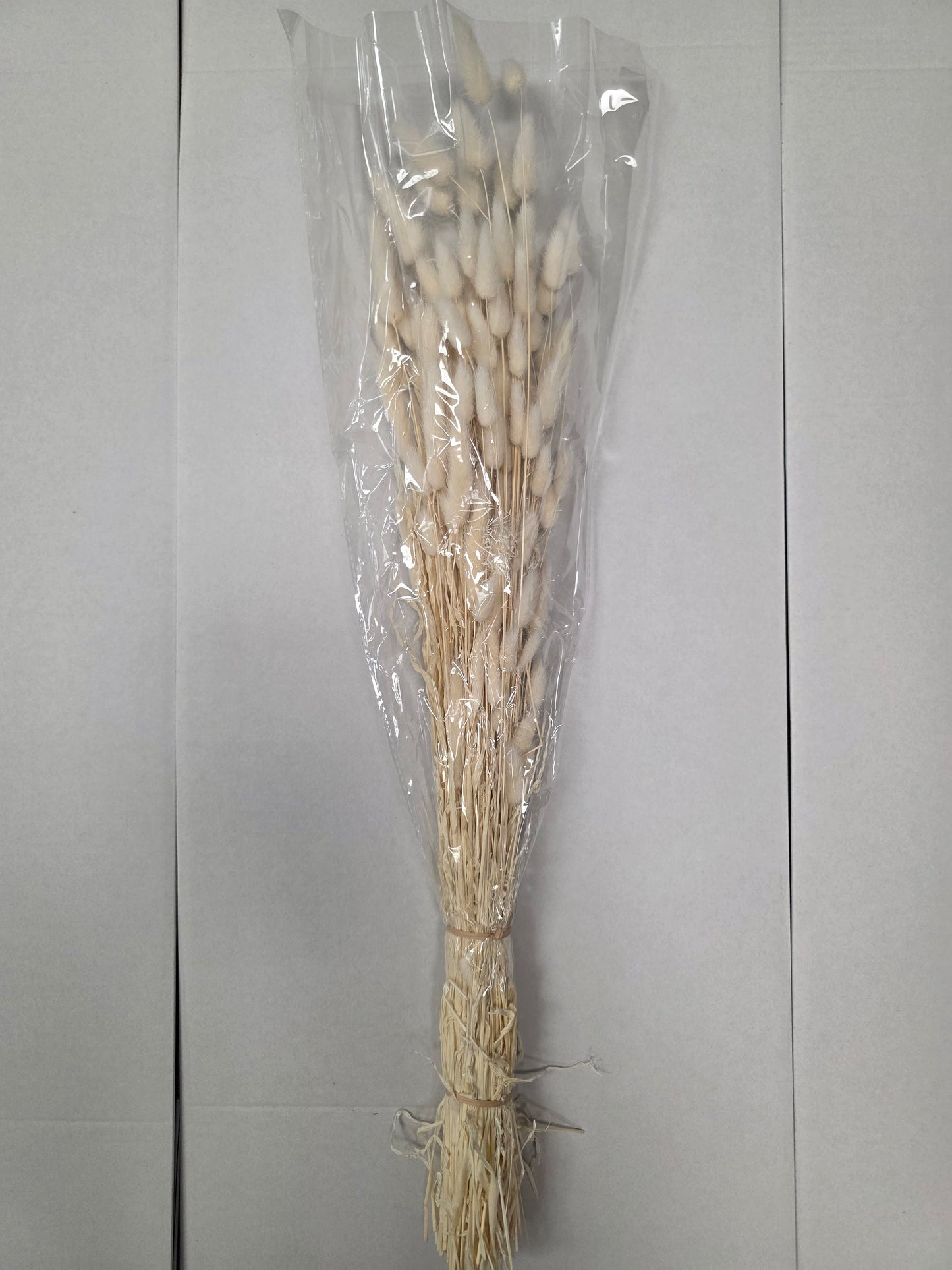 Dried Lagurus Bleached