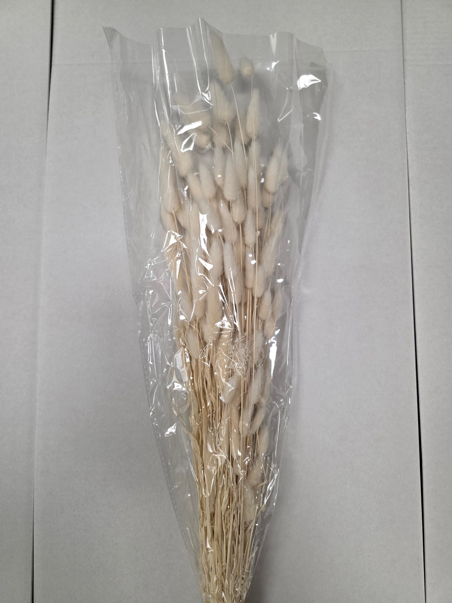 Dried Lagurus Bleached