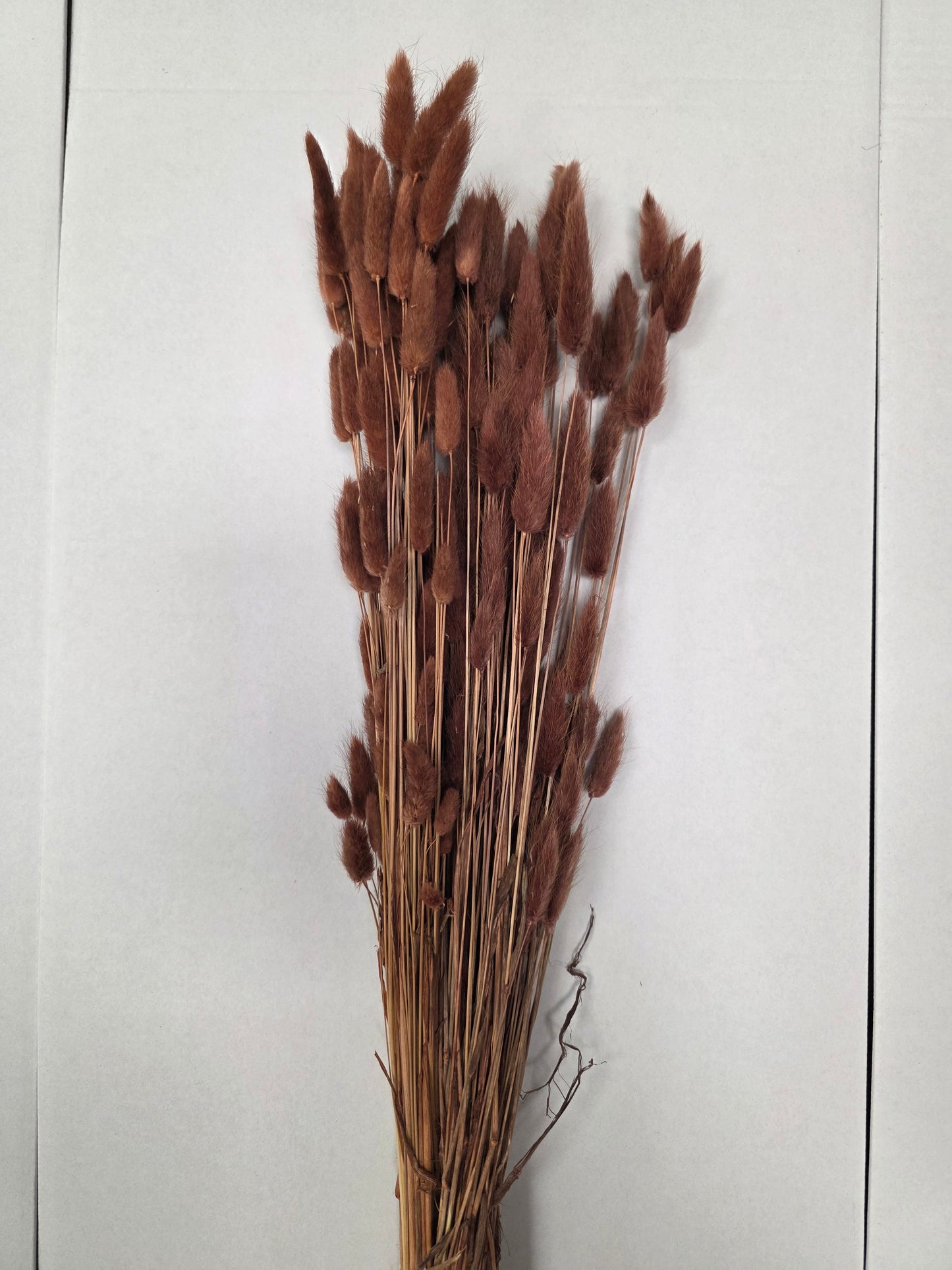 Dried Lagurus Brown