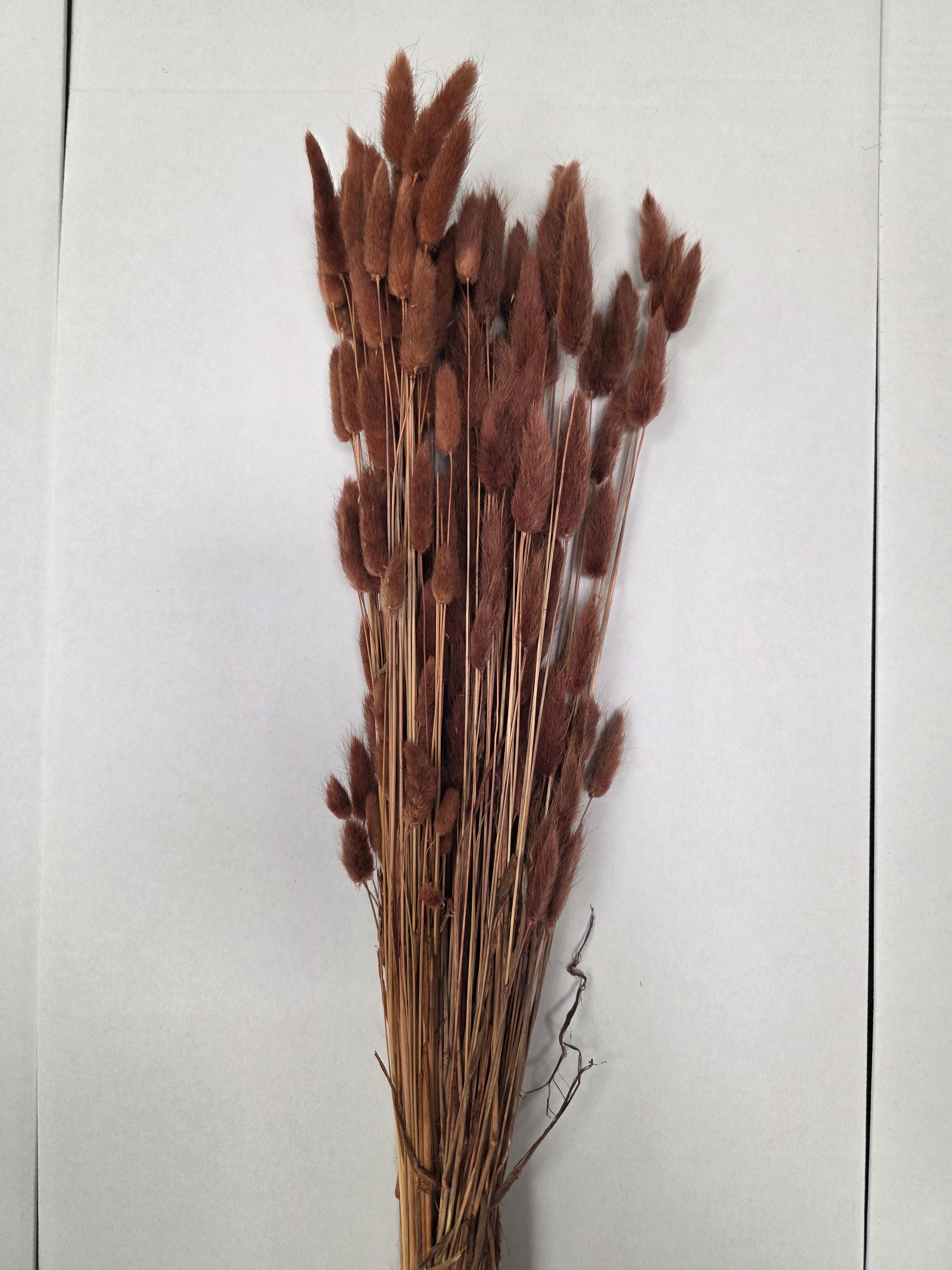 Dried Lagurus Brown