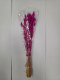 Dried Lagurus Fuxia (Bunch of 5 stems)