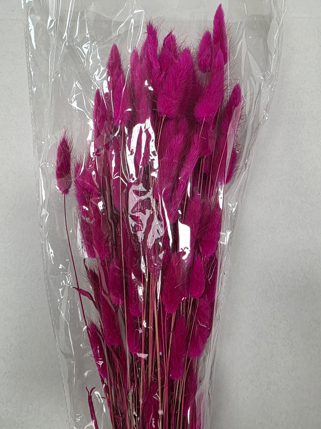Dried Lagurus Fuxia (Bunch of 5 stems)