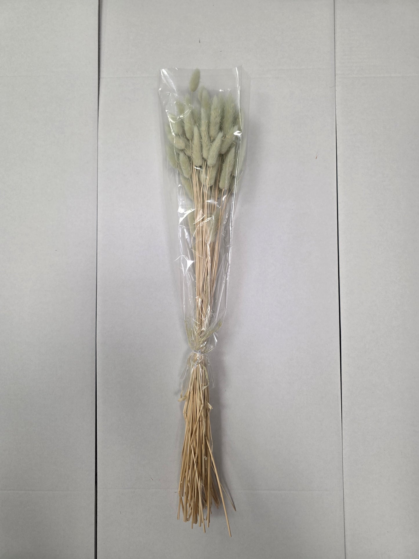 Dried Lagurus Mint Green