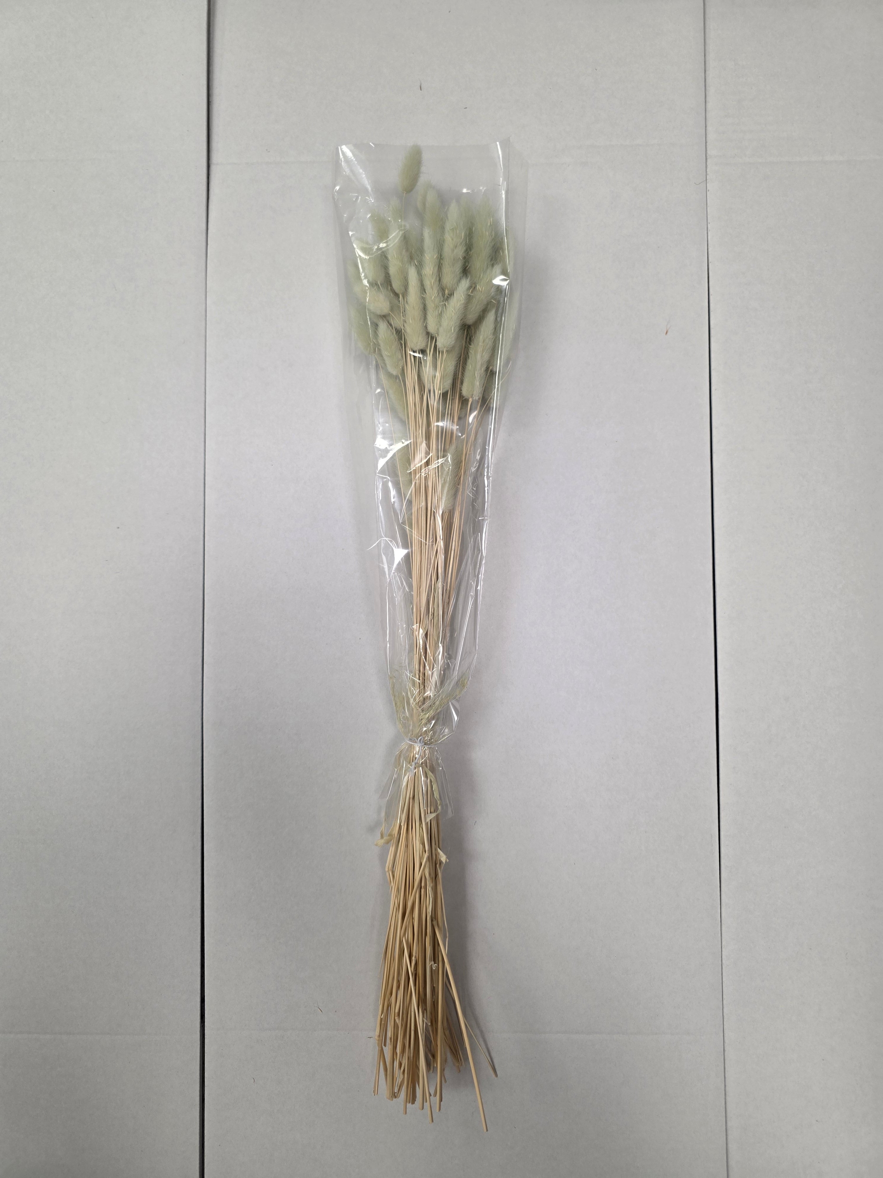 Dried Lagurus Mint Green