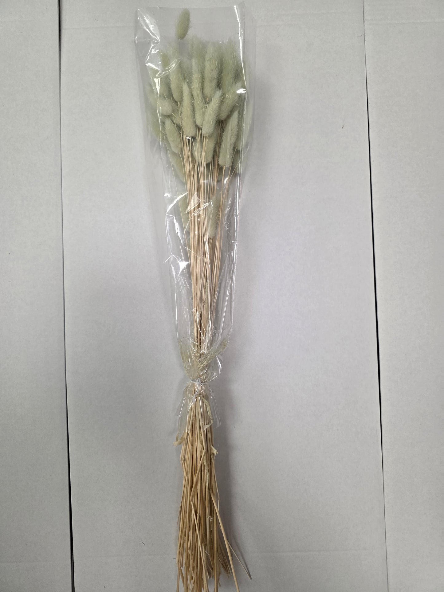 Dried Lagurus Mint Green