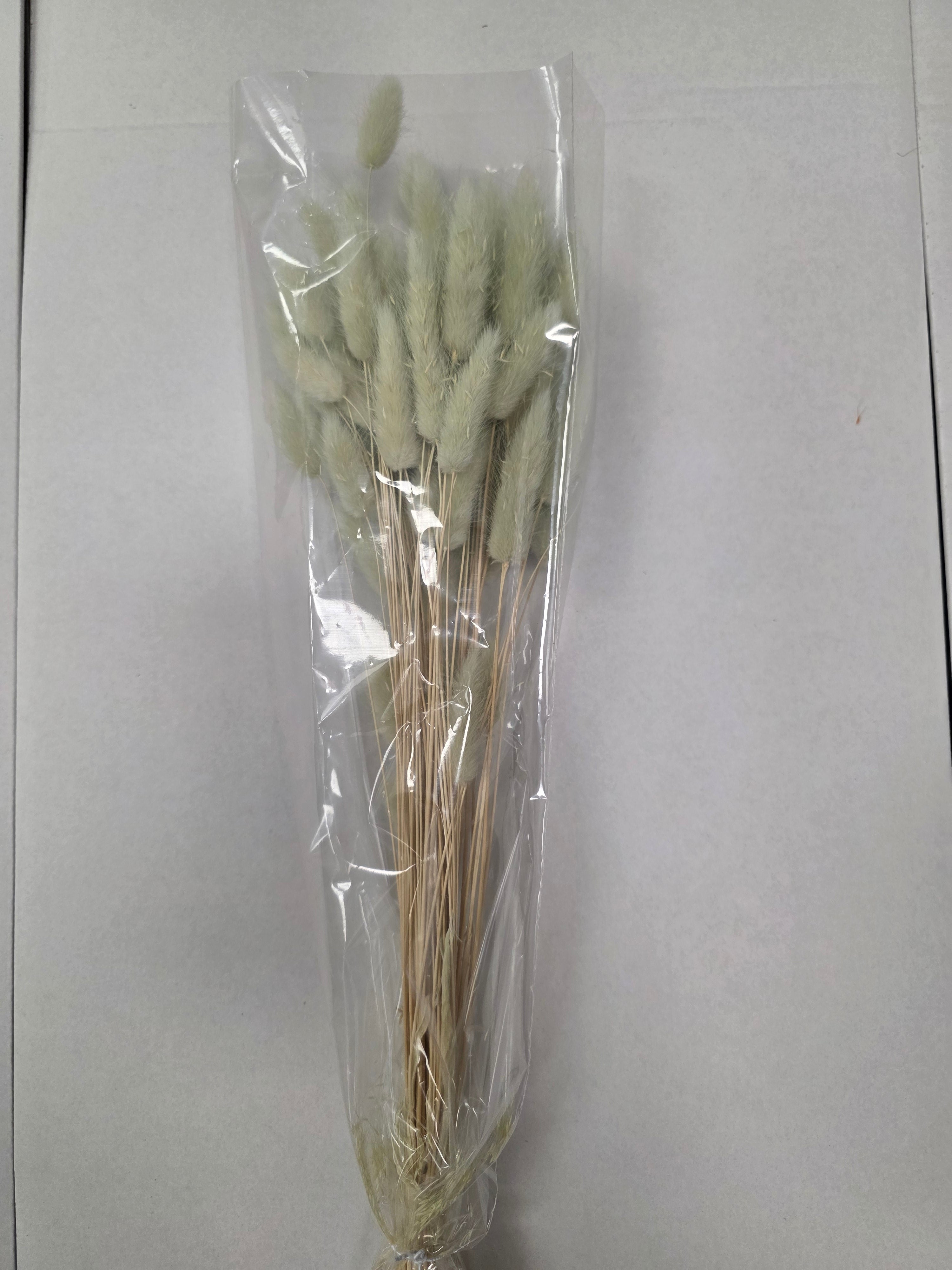 Dried Lagurus Mint Green