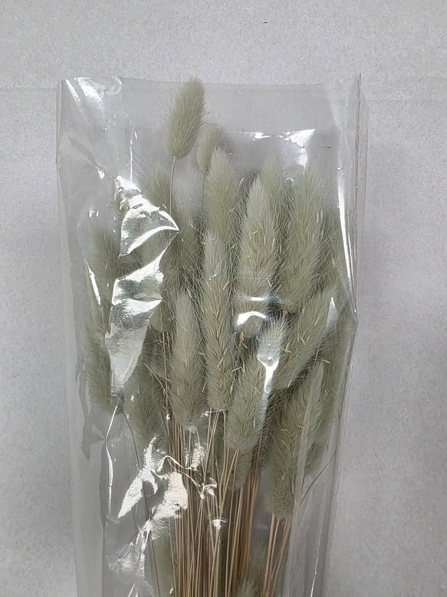 Dried Lagurus Mint Green