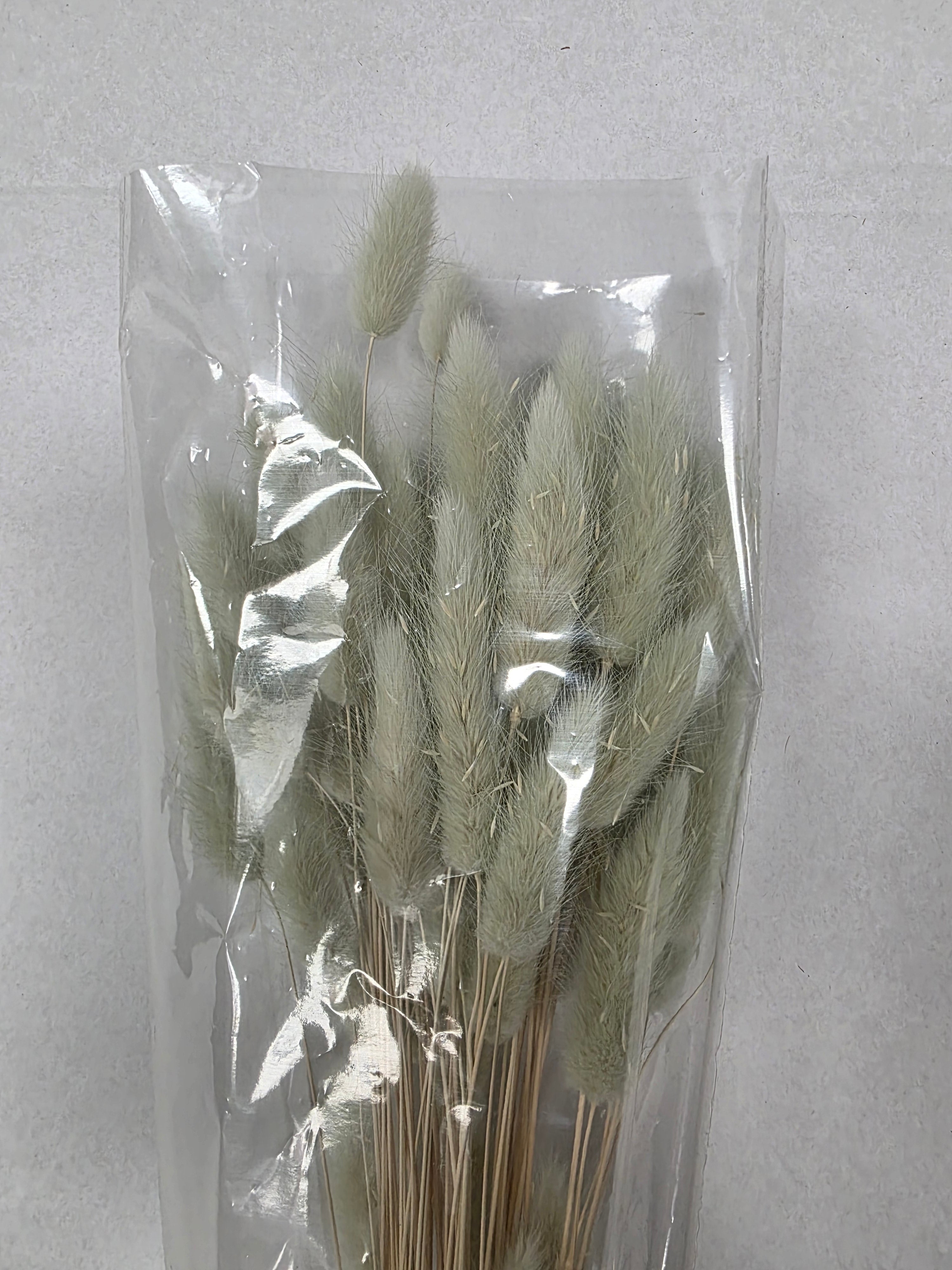 Dried Lagurus Mint Green