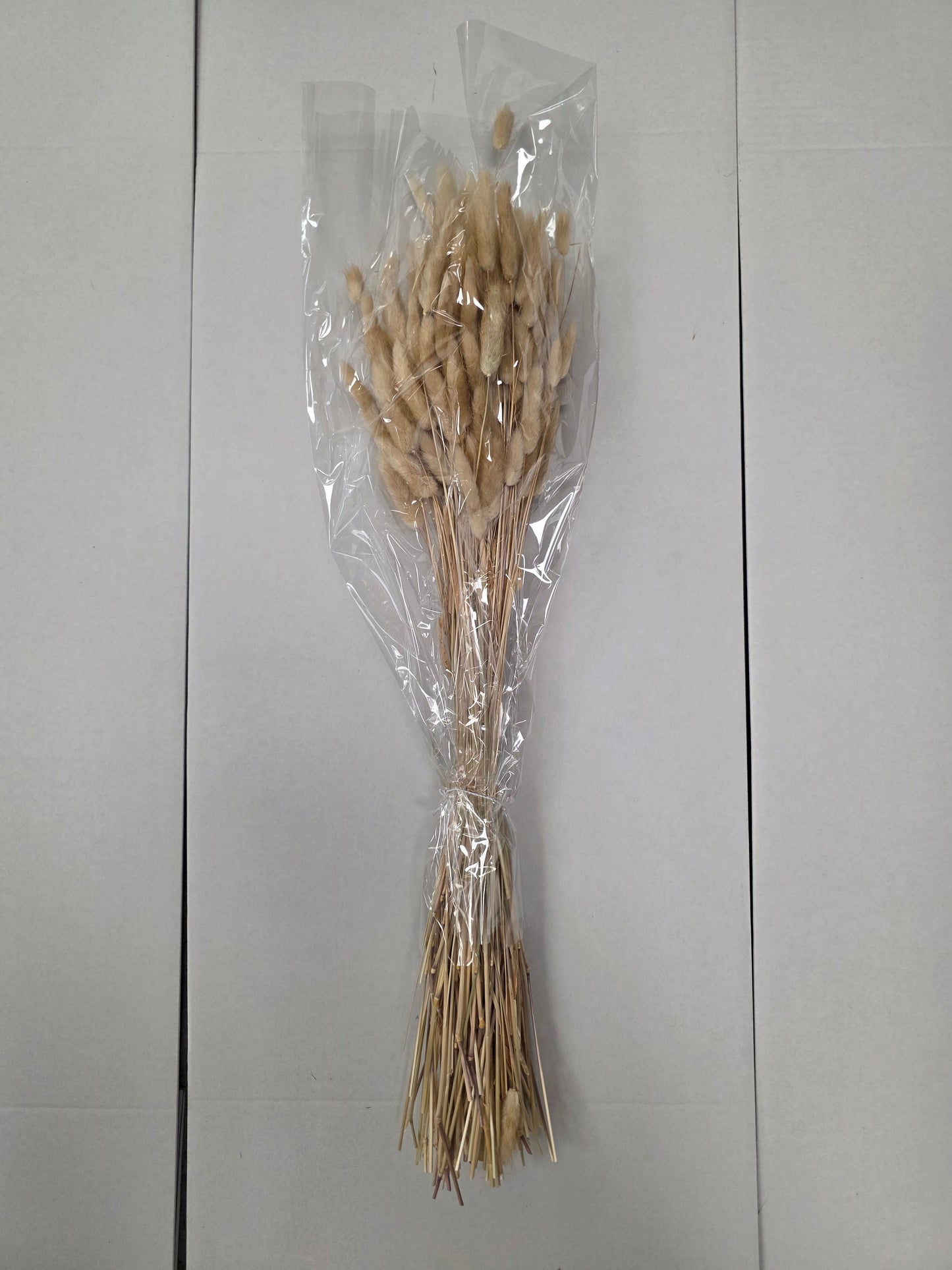 Dried Lagurus Naturel