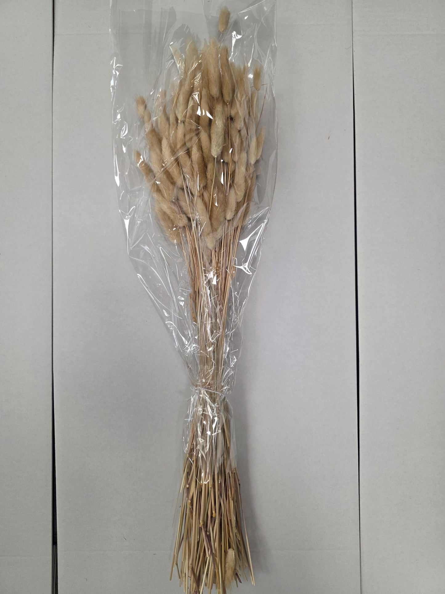 Dried Lagurus Naturel