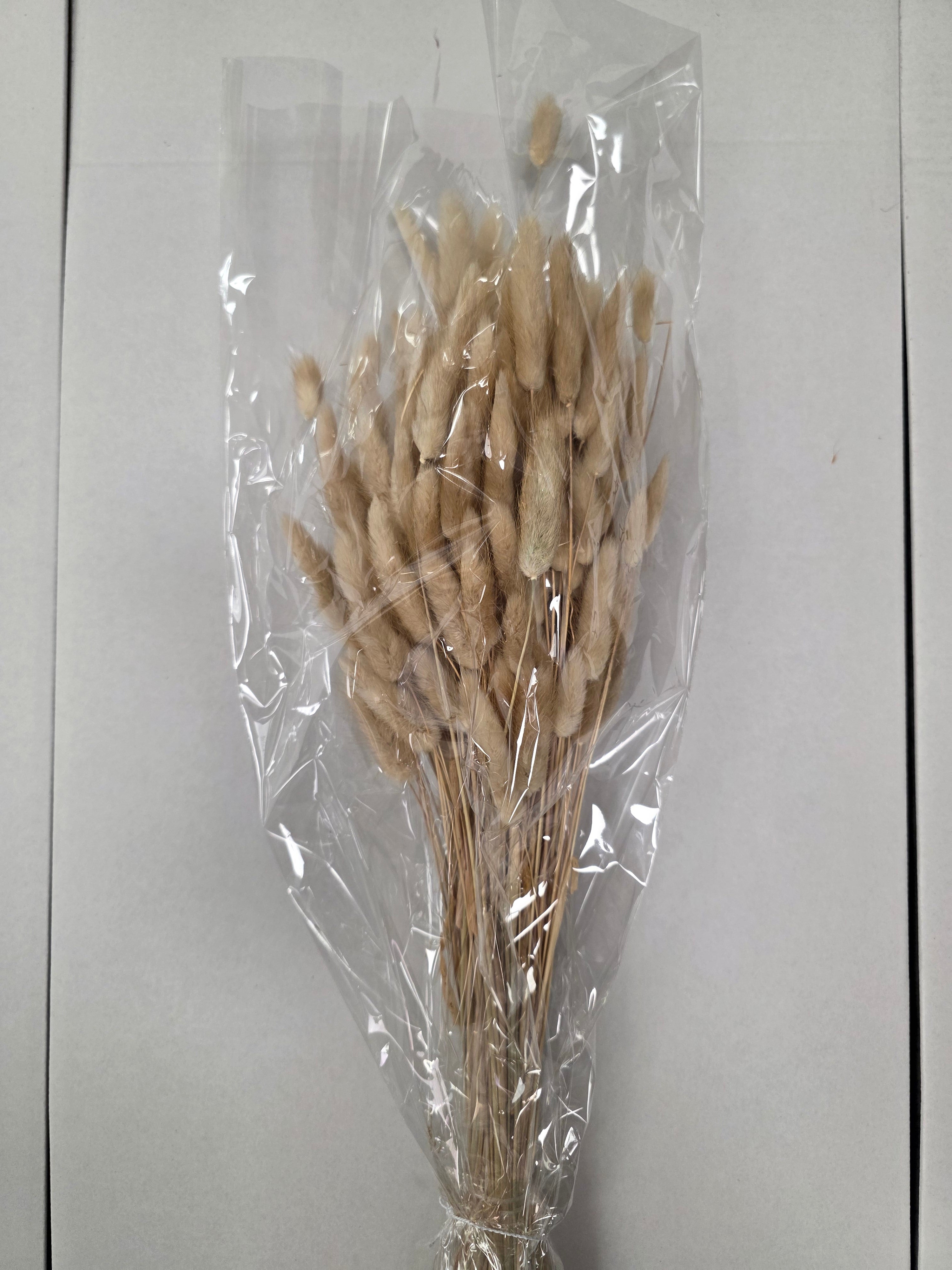 Dried Lagurus Naturel