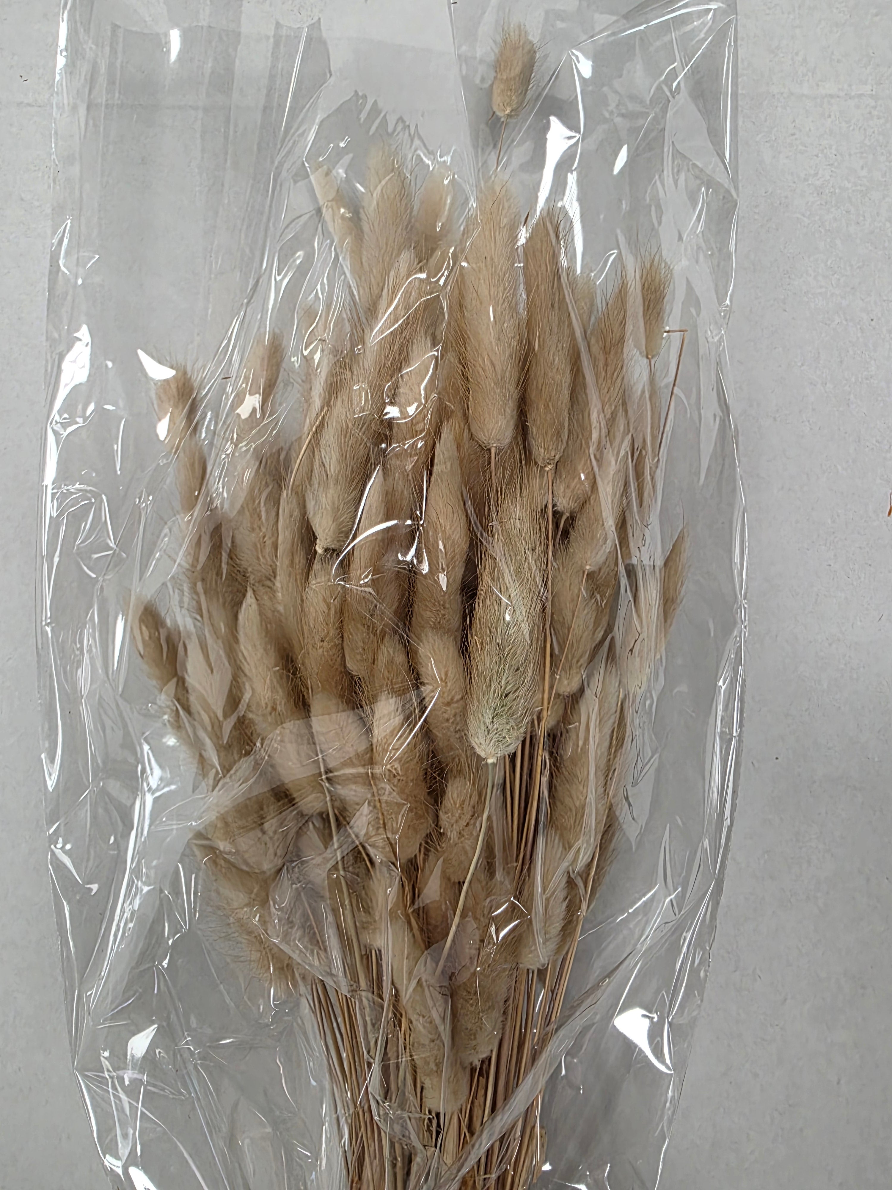 Dried Lagurus Naturel