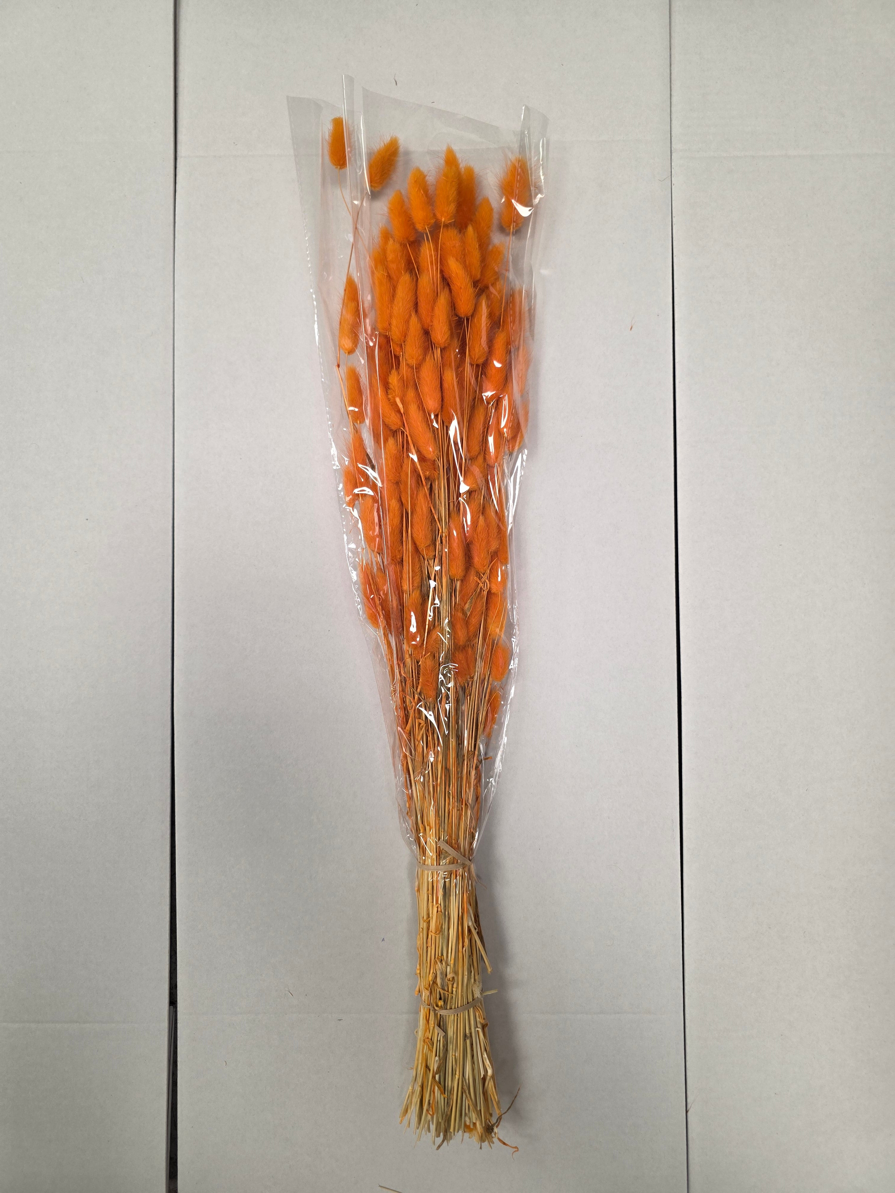 Dried Lagurus Orange