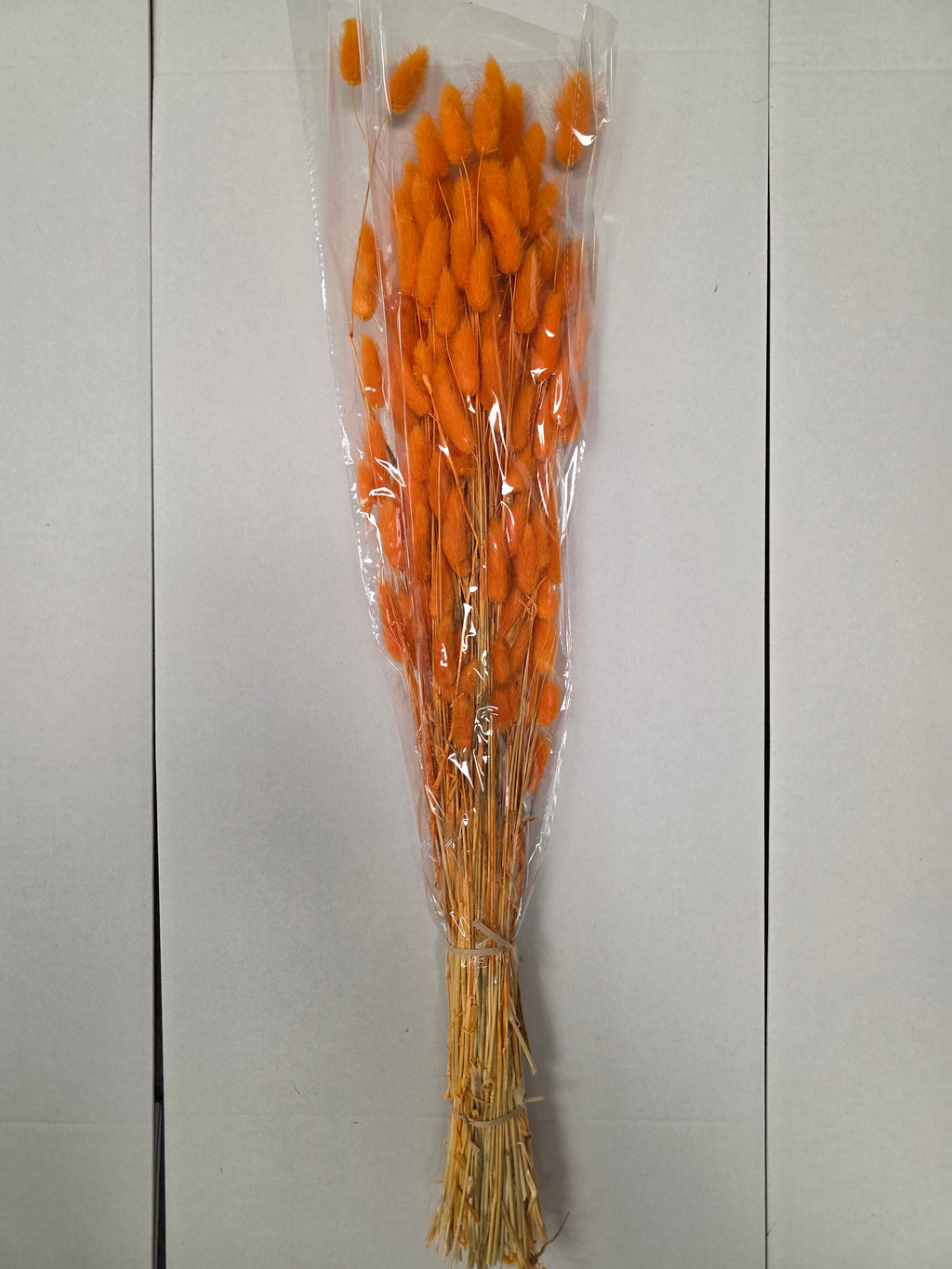 Dried Lagurus Orange