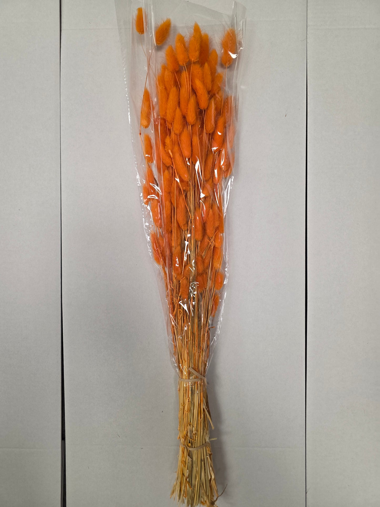 Dried Lagurus Orange