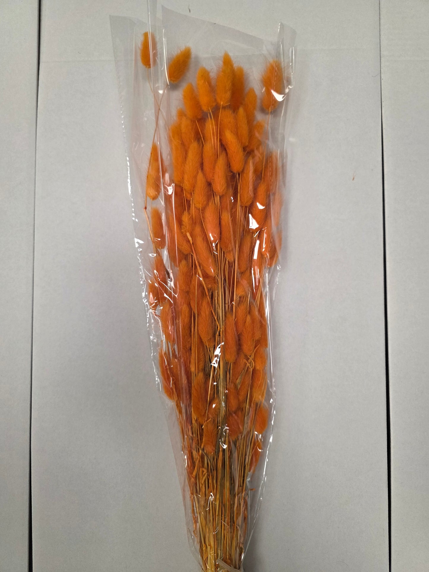 Dried Lagurus Orange