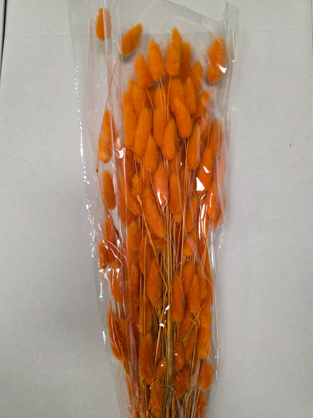 Dried Lagurus Orange