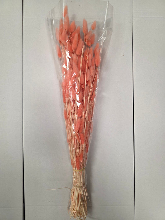 Dried Lagurus Peach