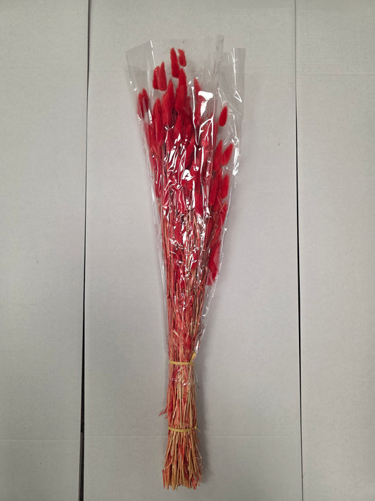 Dried Lagurus Red