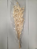 Dried Lunaria Wit (Pack of 2 stems)