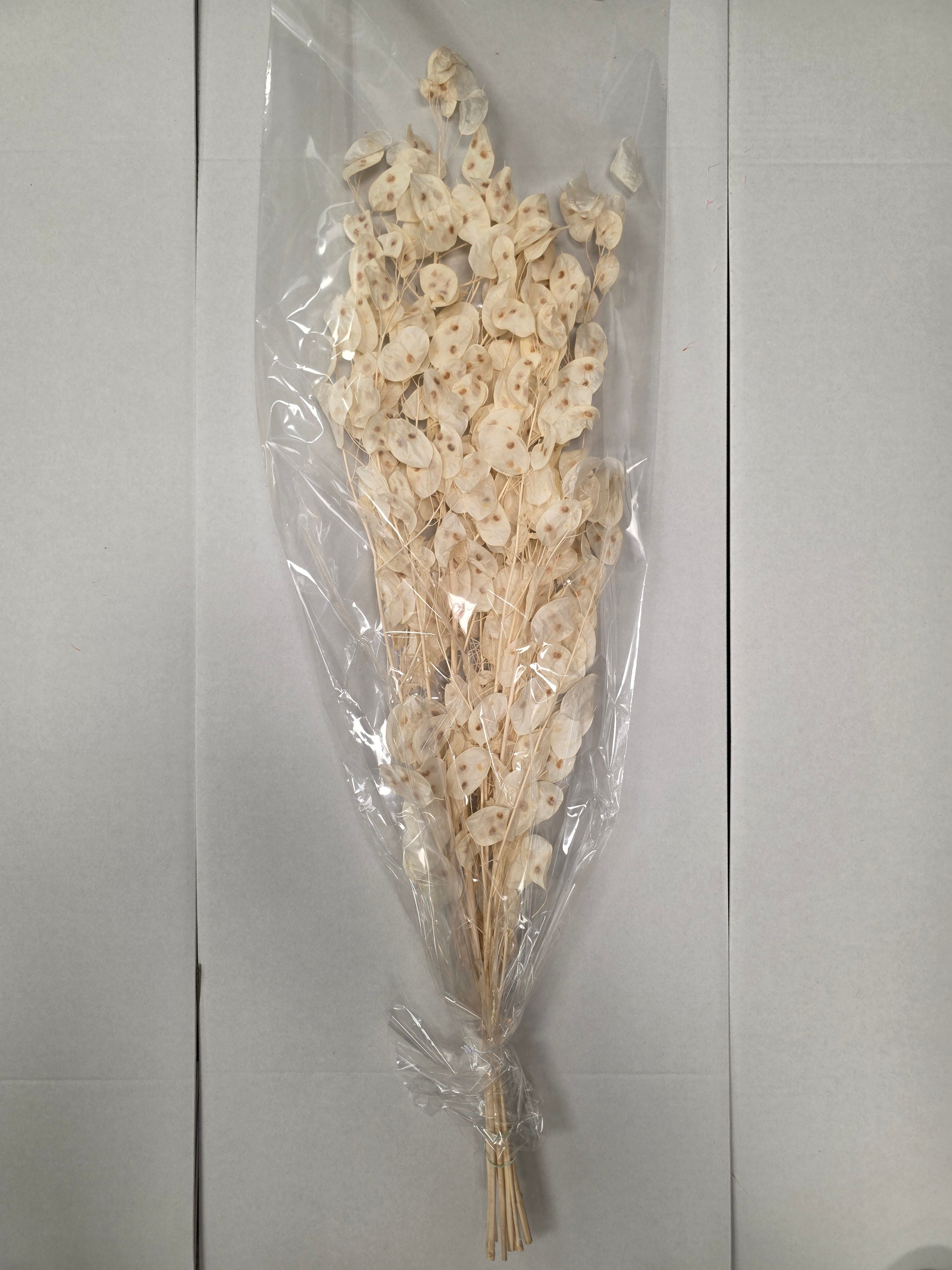 Dried Lunaria Wit (Pack of 2 stems)