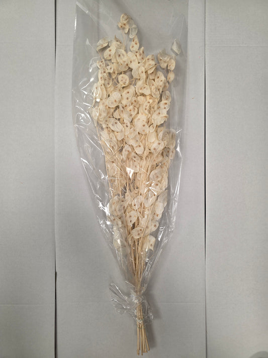 Dried Lunaria Wit